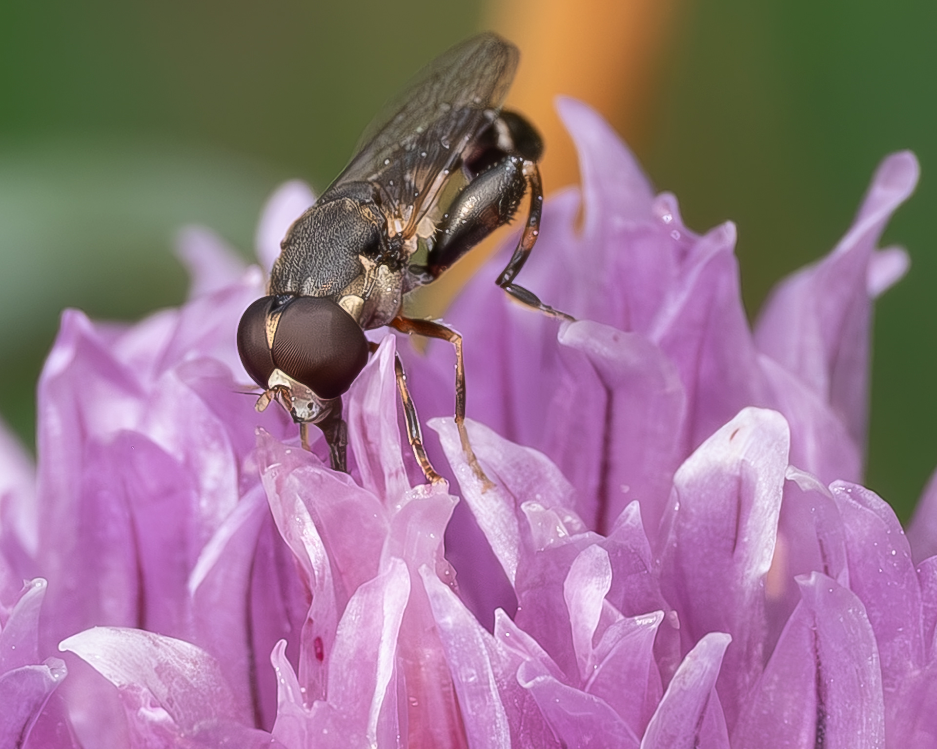 Thick-legged Hover Fly (Syritta pipiens)
