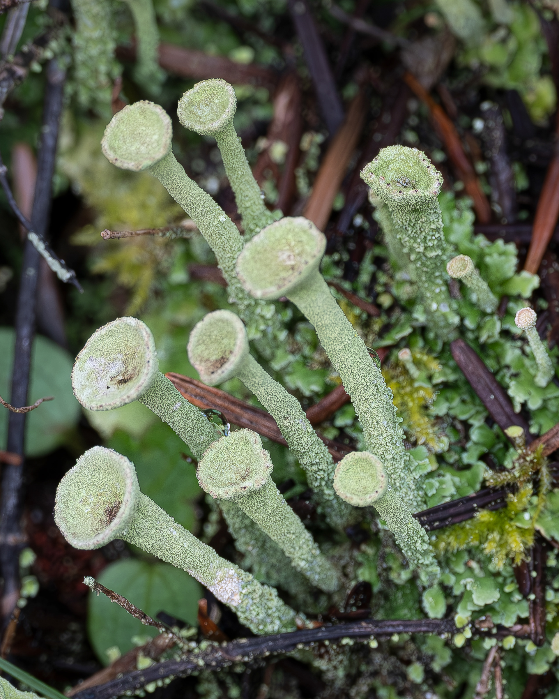 Trumpet Lichen (Cladonia fimbriata), Lopez Hill