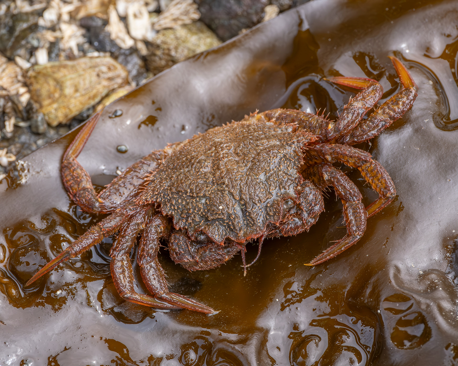 Helmet Crab, Davis Head