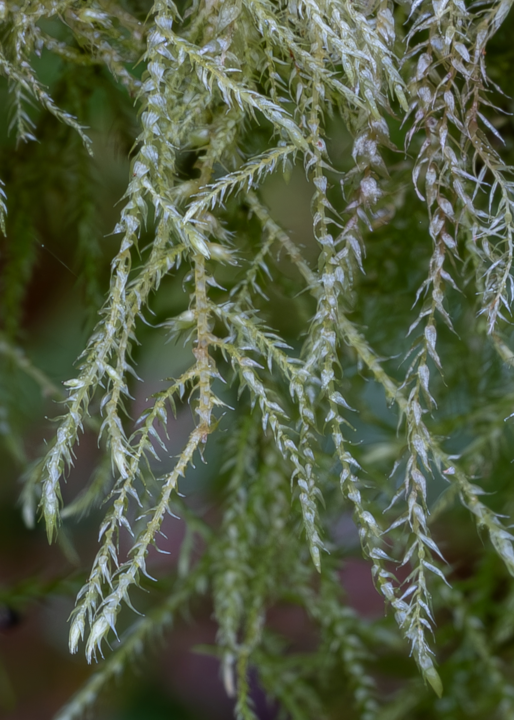 Common Feather-moss, (Kindbergia praelonga), Hummel Lake Preserve