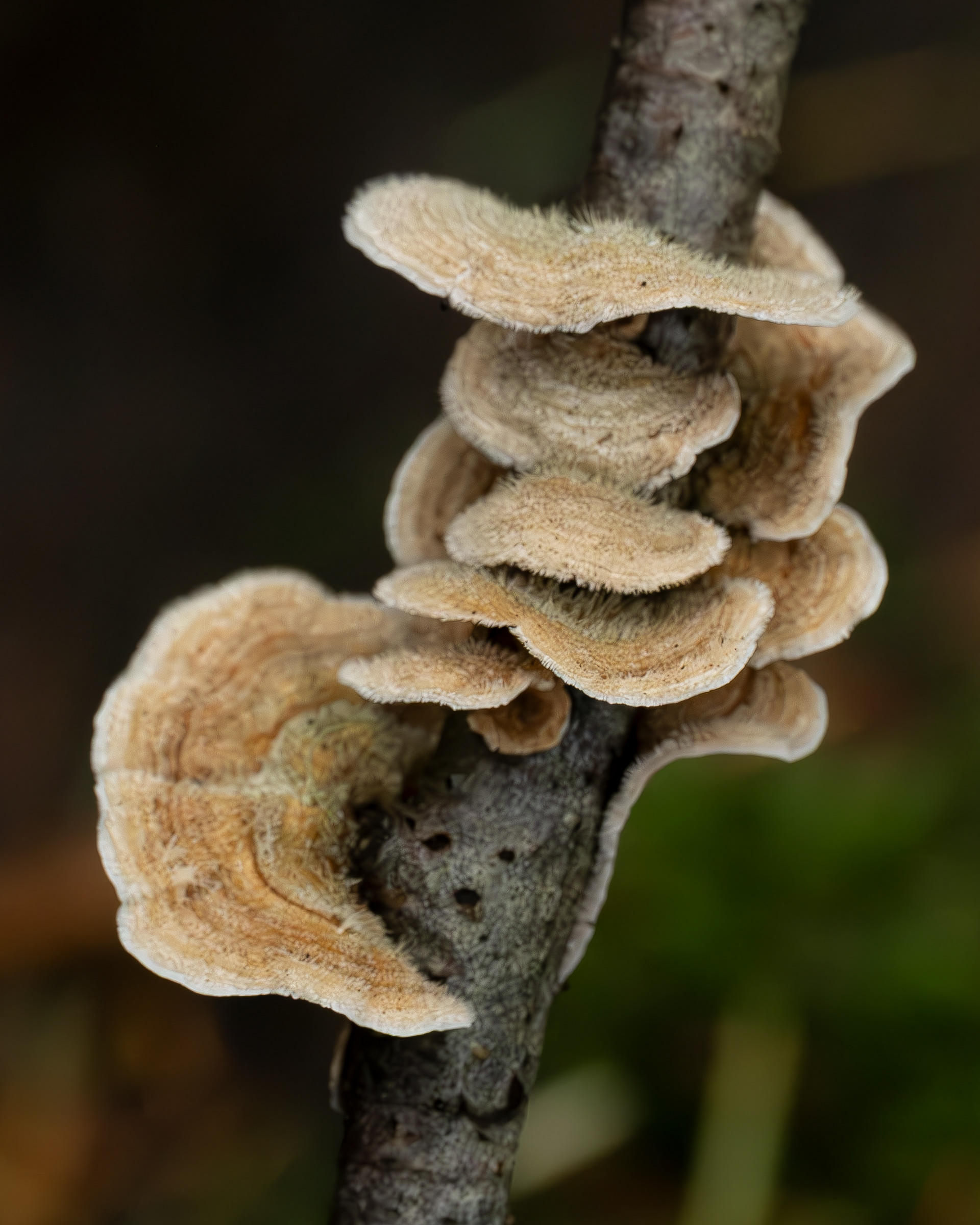 Stereum ochraceoflavum, Hummel Lake Preserve