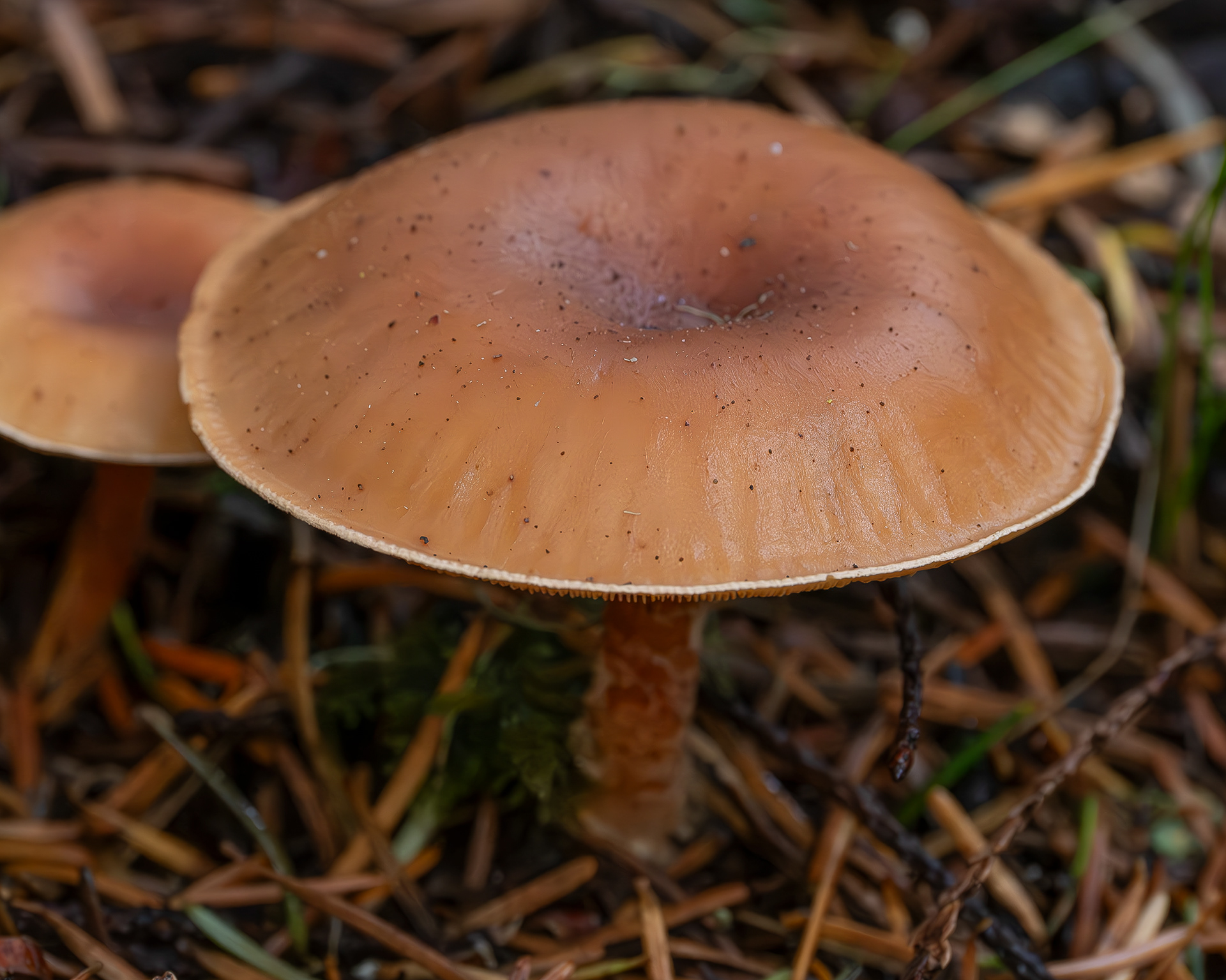 Tawny funnel cap (Paralepista flaccida), Point Colville