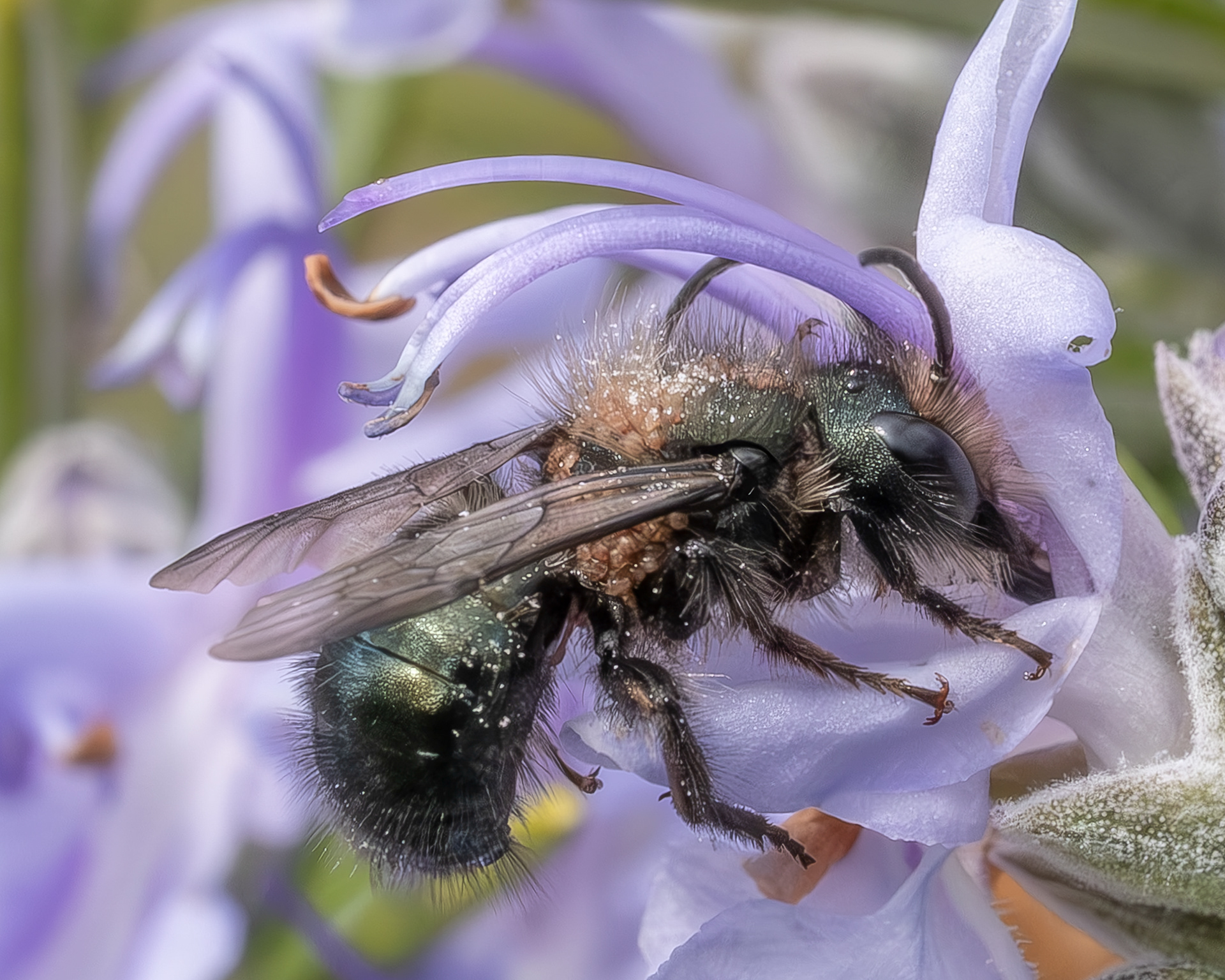 Blue Orchard bee (Osmia lignaria), Kjargaard Road
