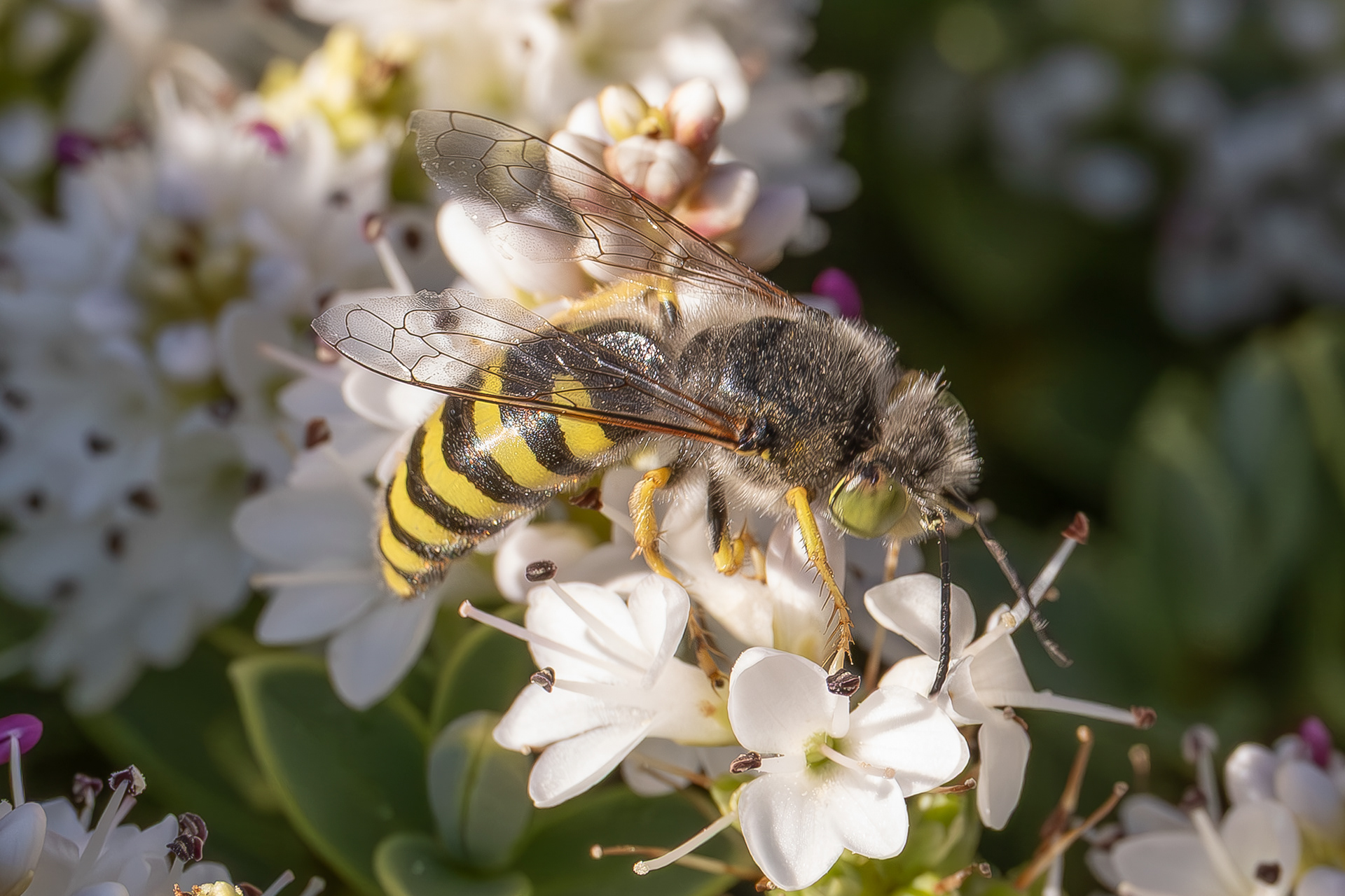 American Sand Wasp (Bembix americana), Kjargaard Road