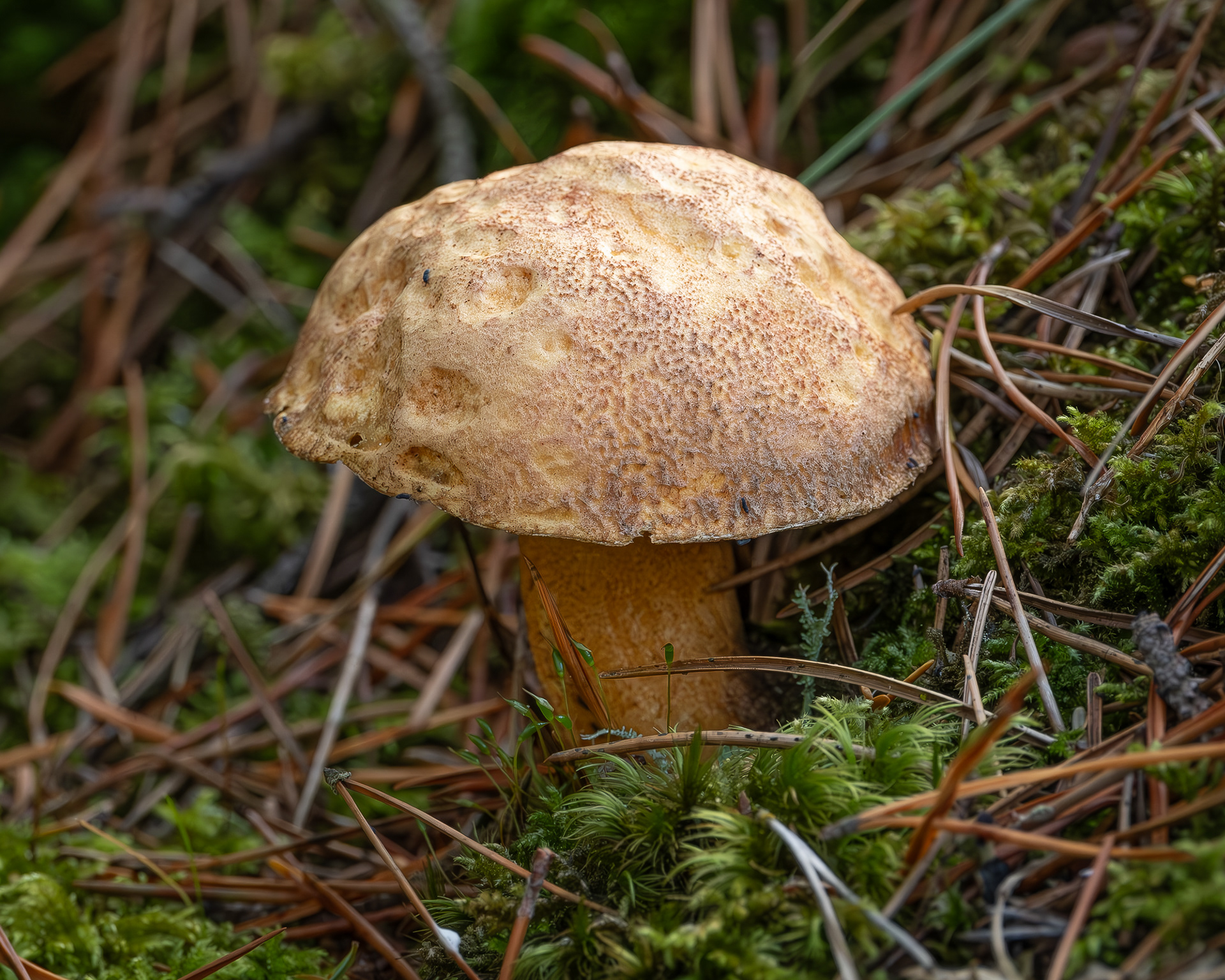Velvet bolete (Suillus variegatus)?, Shark Reef