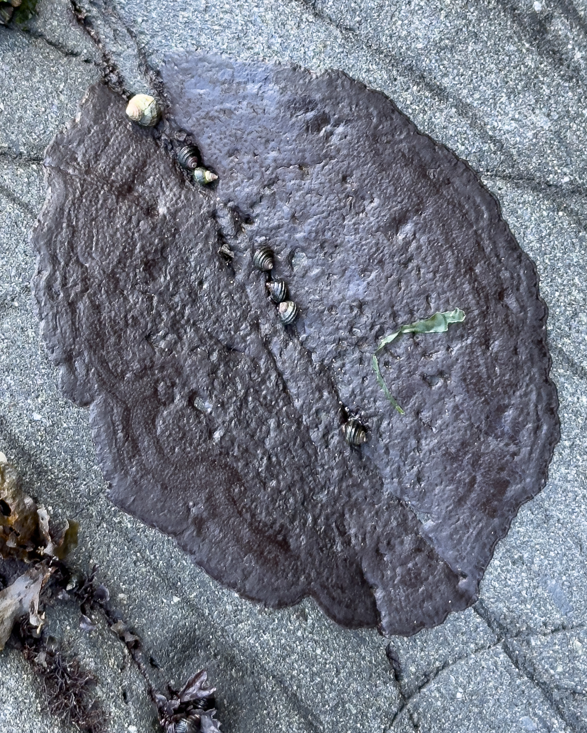 Black Tar lichen (Verrucaria maura) Watmough