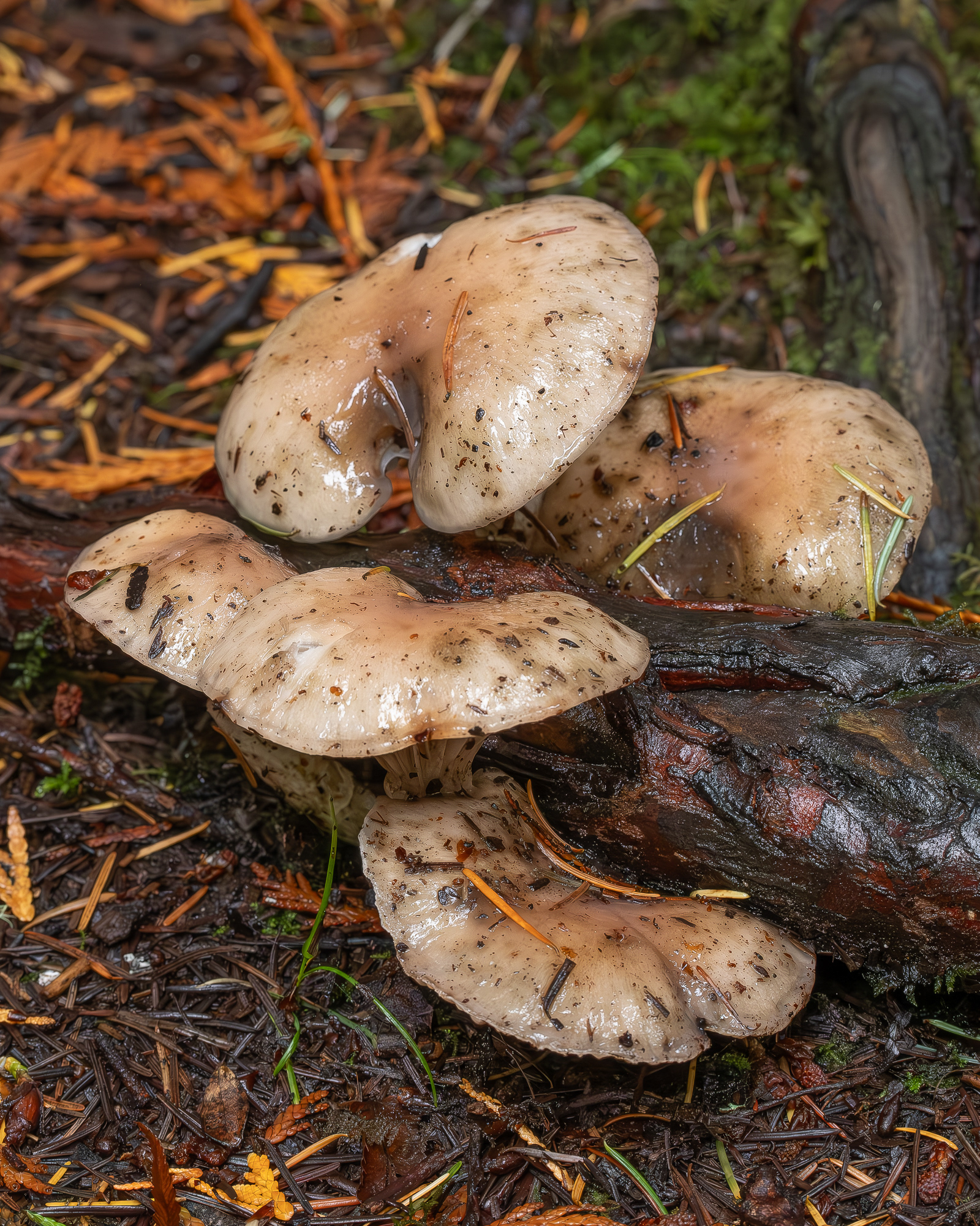 Insidious gomphidius (Gomphidius oregonensis), Hummel Lake Preserve
