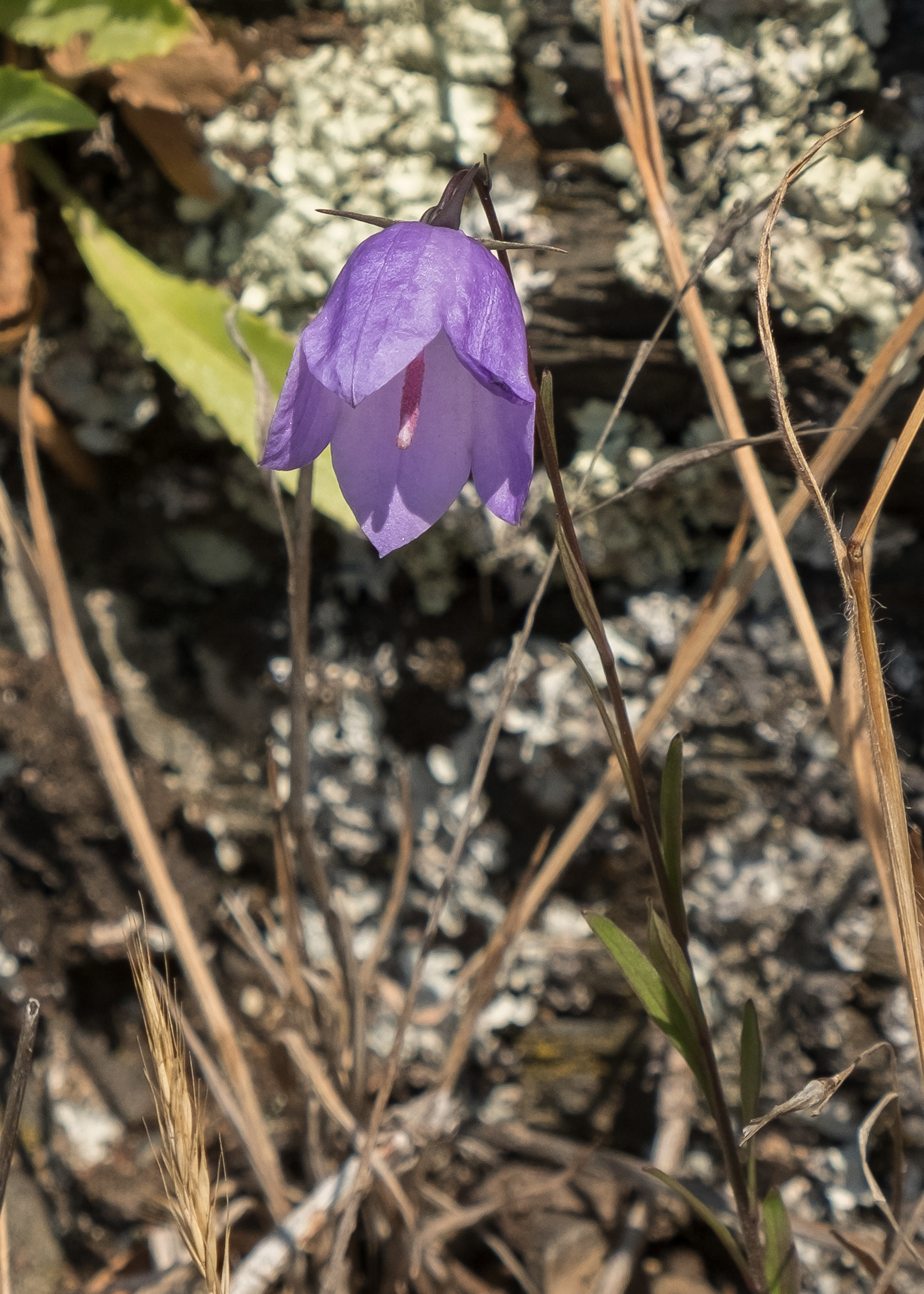 Bluebell (Campanula rotundifolia), Chadwick Hill