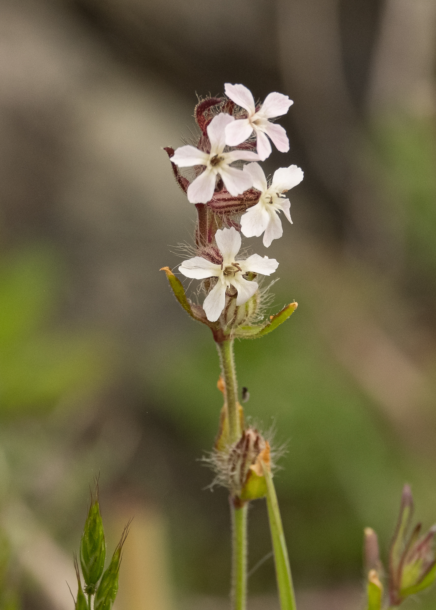 Small-flowered catchfly (Silene Gallic), Iceberg Point