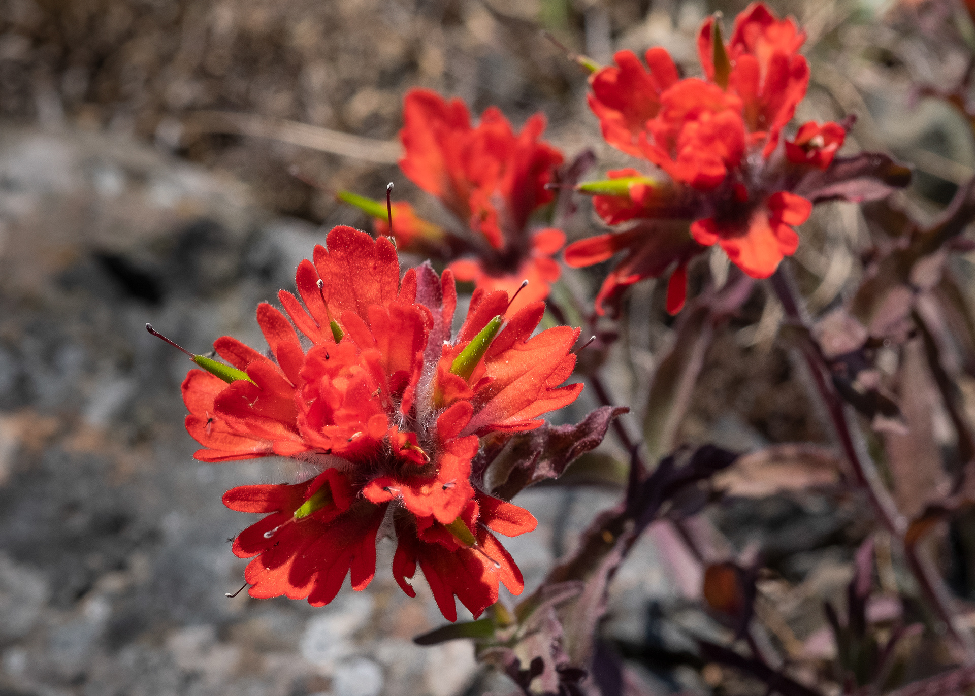 Harsh paintbrush (Castilieja hispida), Chadwick Hill