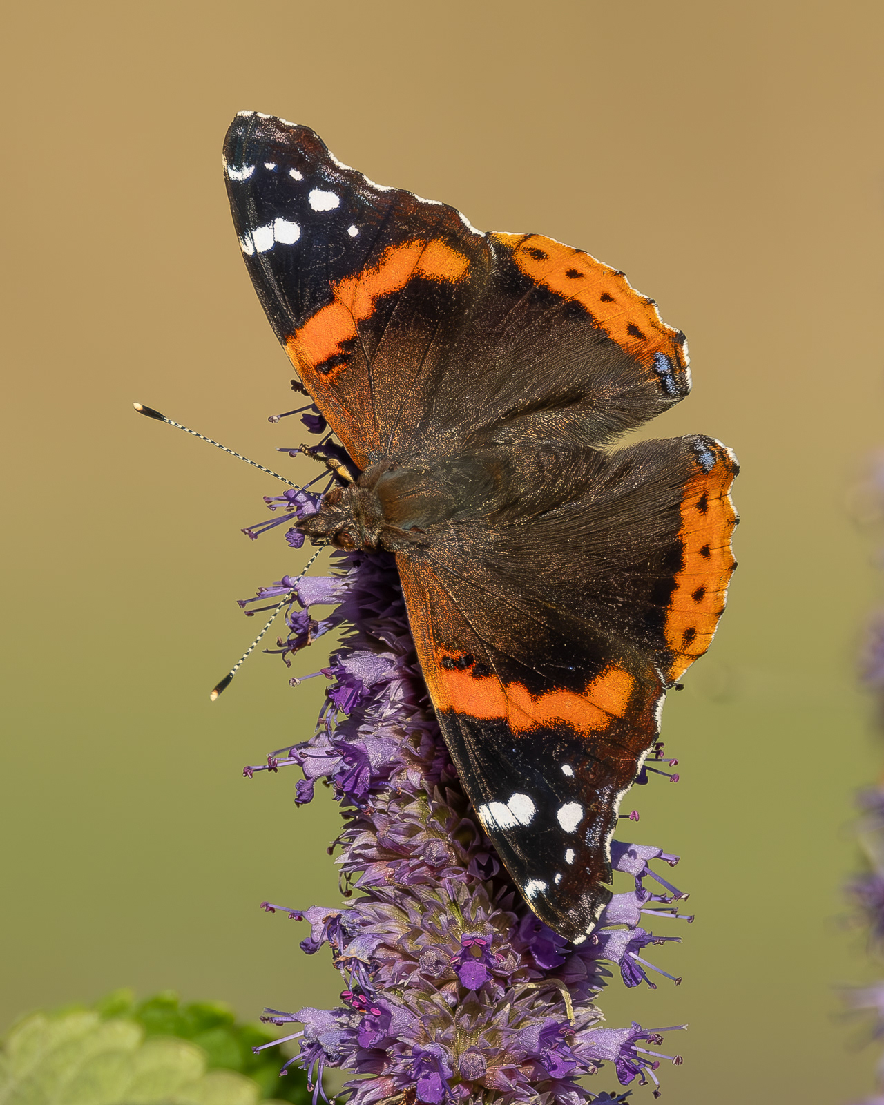 Red Admiral (Vanessa atalanta), Kjargaard Road