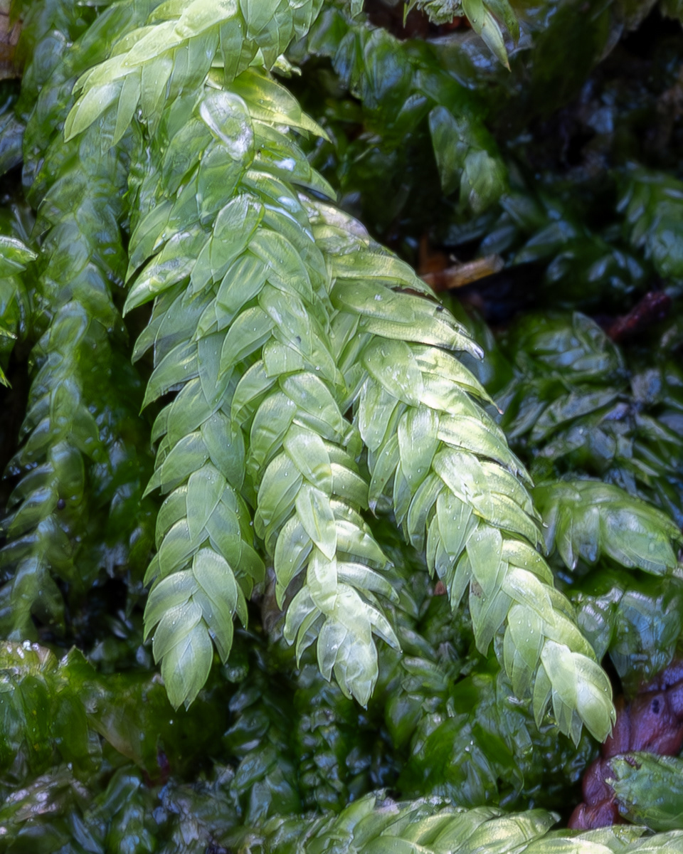 Waved Silk-moss (Plagiothecium undulatum), Hummel Lake Preserve