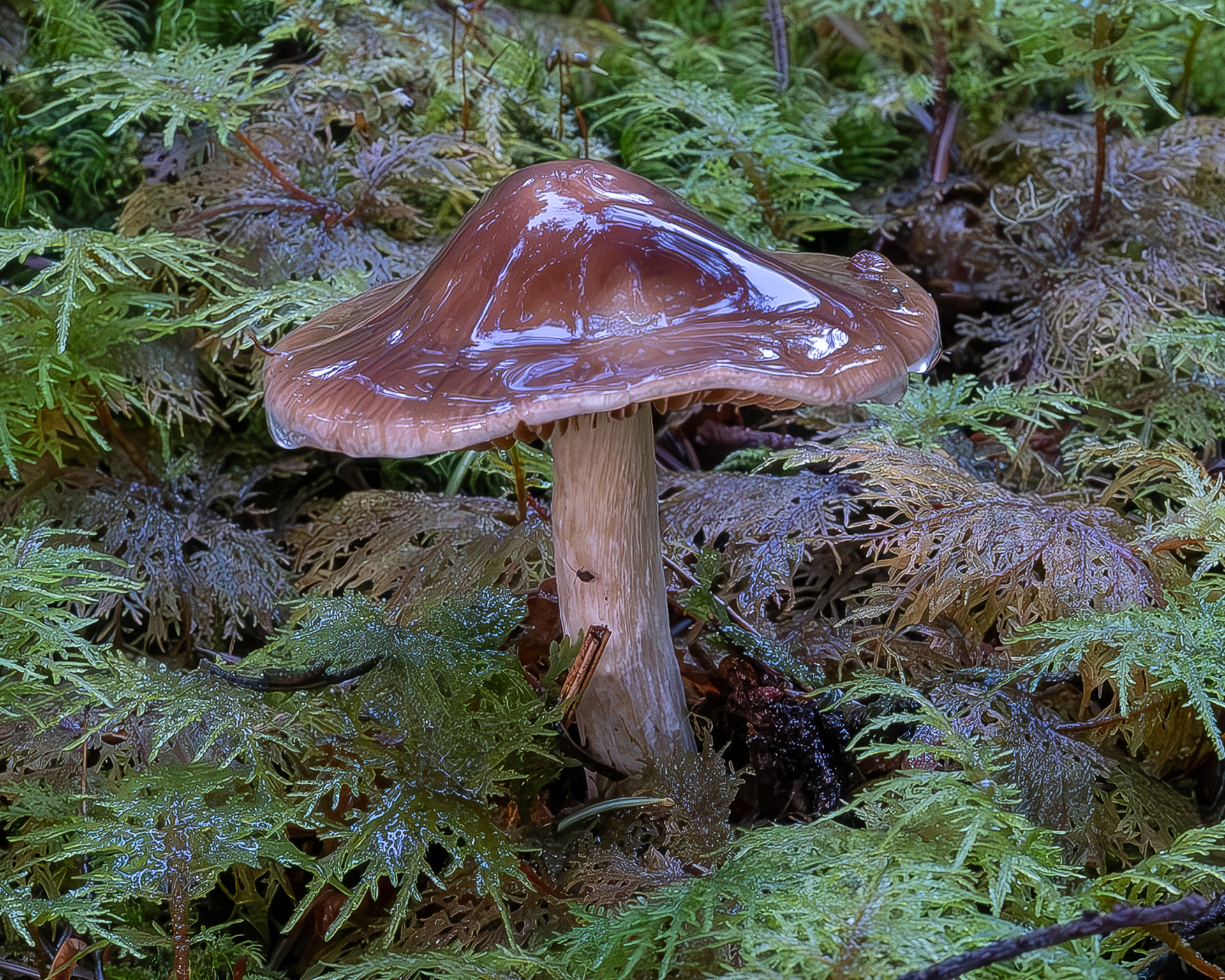 Pointed corinarius (Cortinarius vanduzernsis), Point Colville