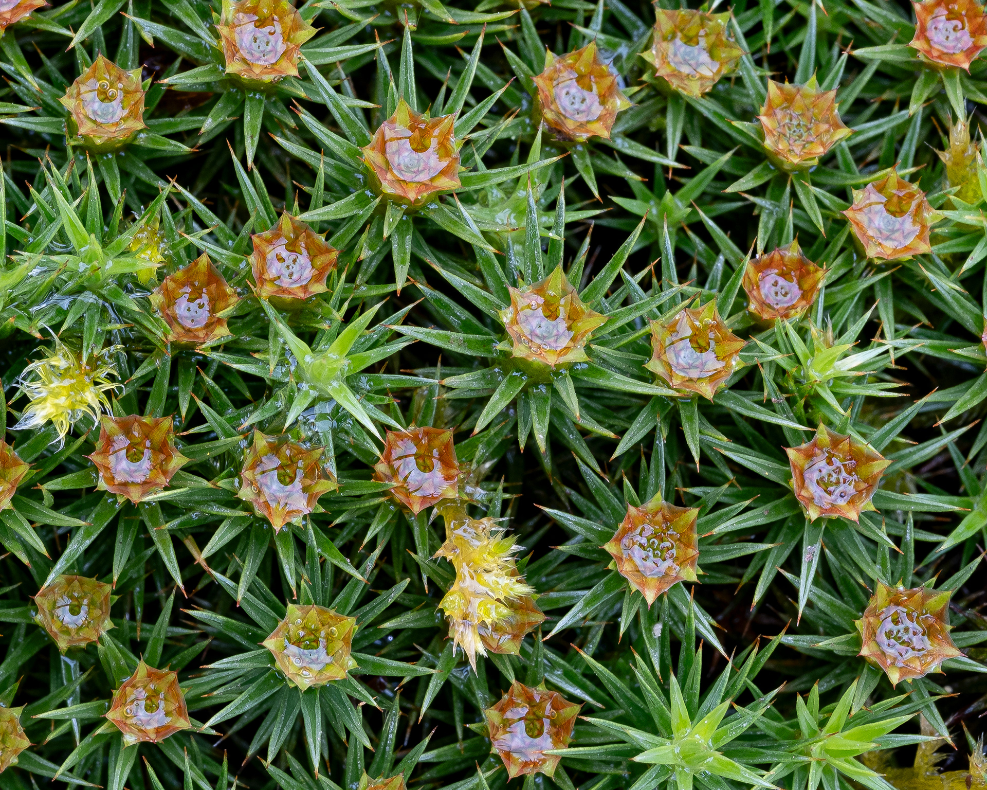 Juniper Haircap Moss (Polytrichum juniperinum), Kjargaard Road