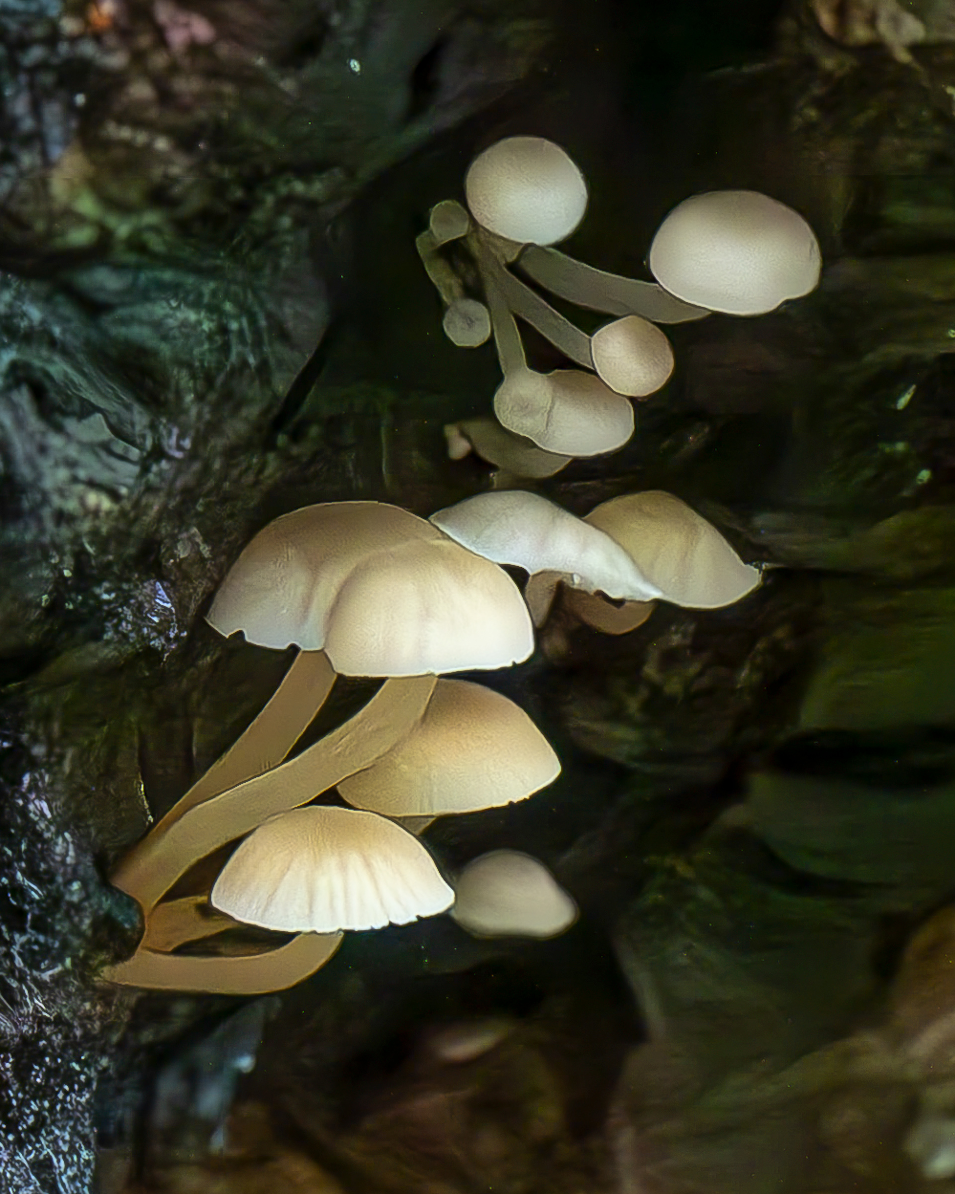 Fairy parachutes (Marasmiellus candidus),, Lopez Hill