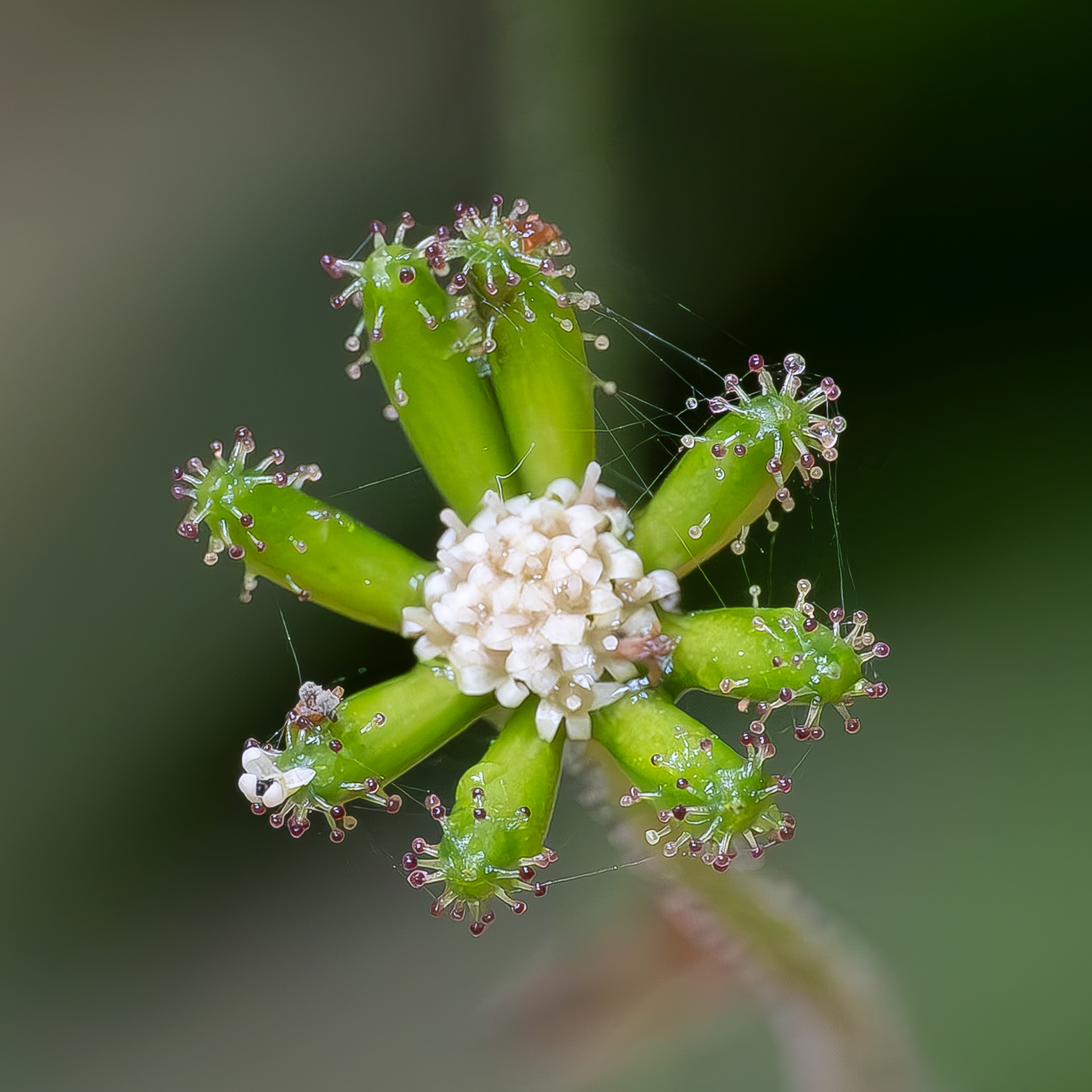 American Trailplant (Adenocaulon bicolor), Iceberg Point