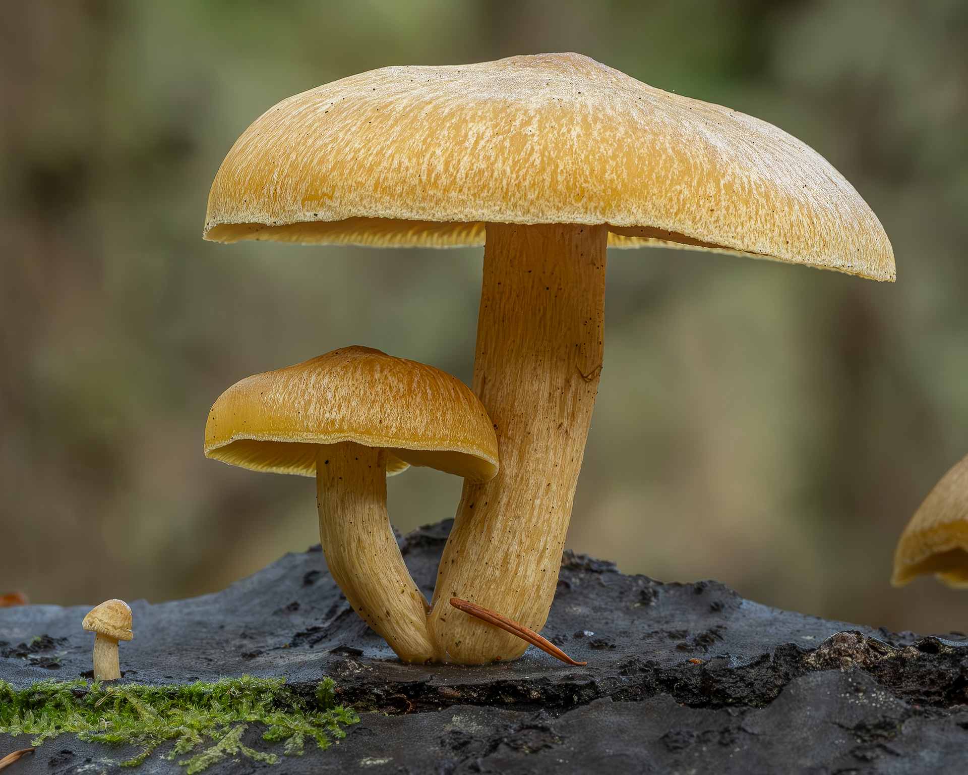 Scaly rustgill (Gymnopilus sapineus), Point Colville