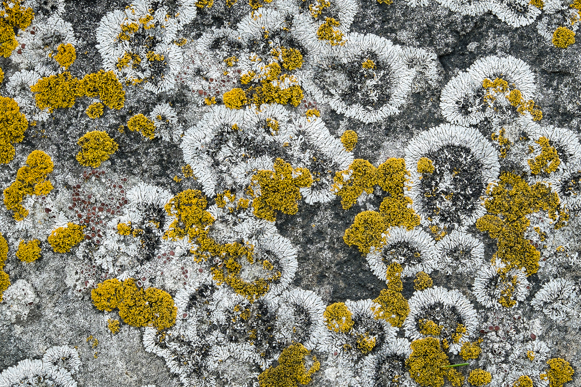 Lichens, Spencer Spit