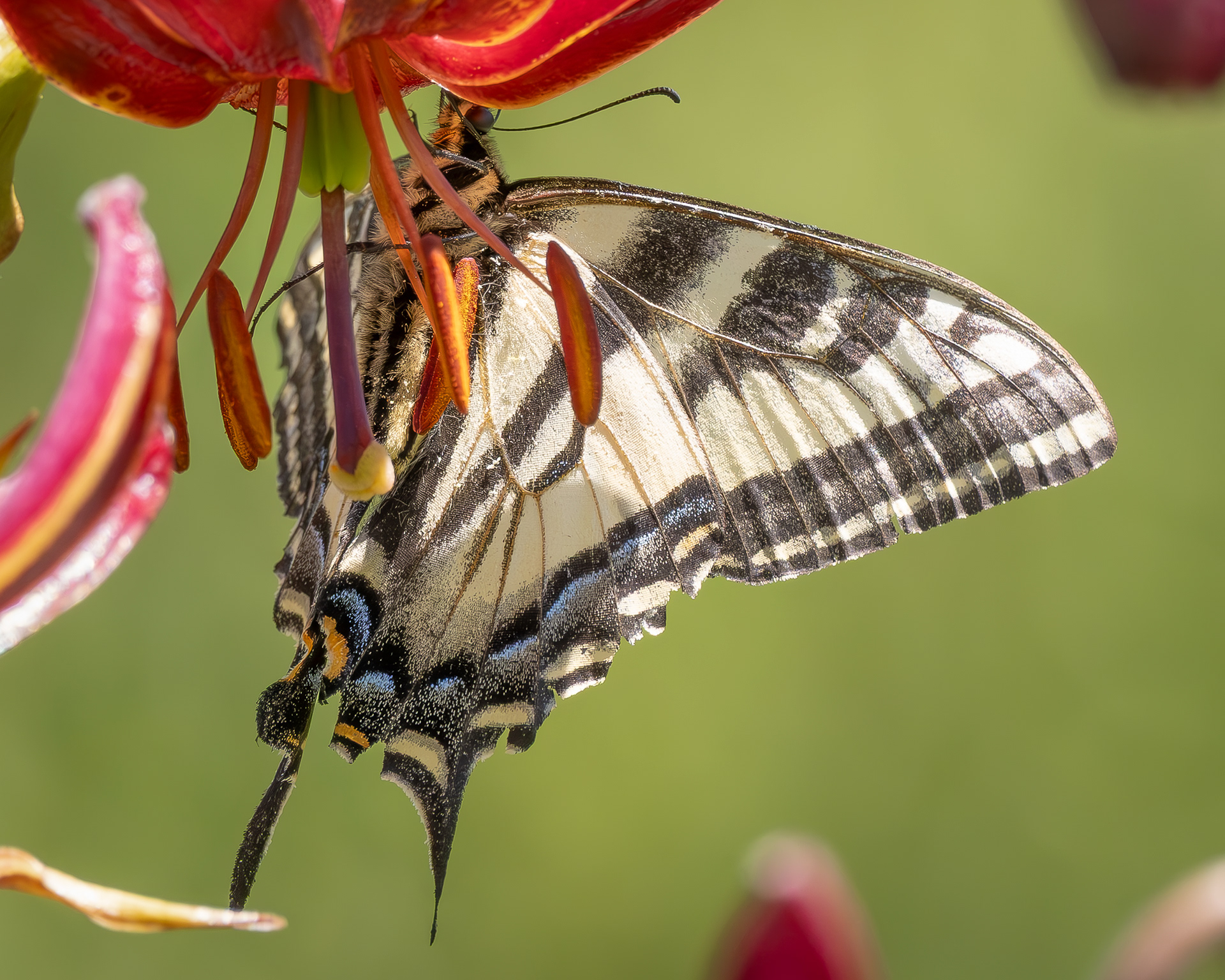 Western Tiger Swallowtail (Papilio rutulus), Kjargaard Road