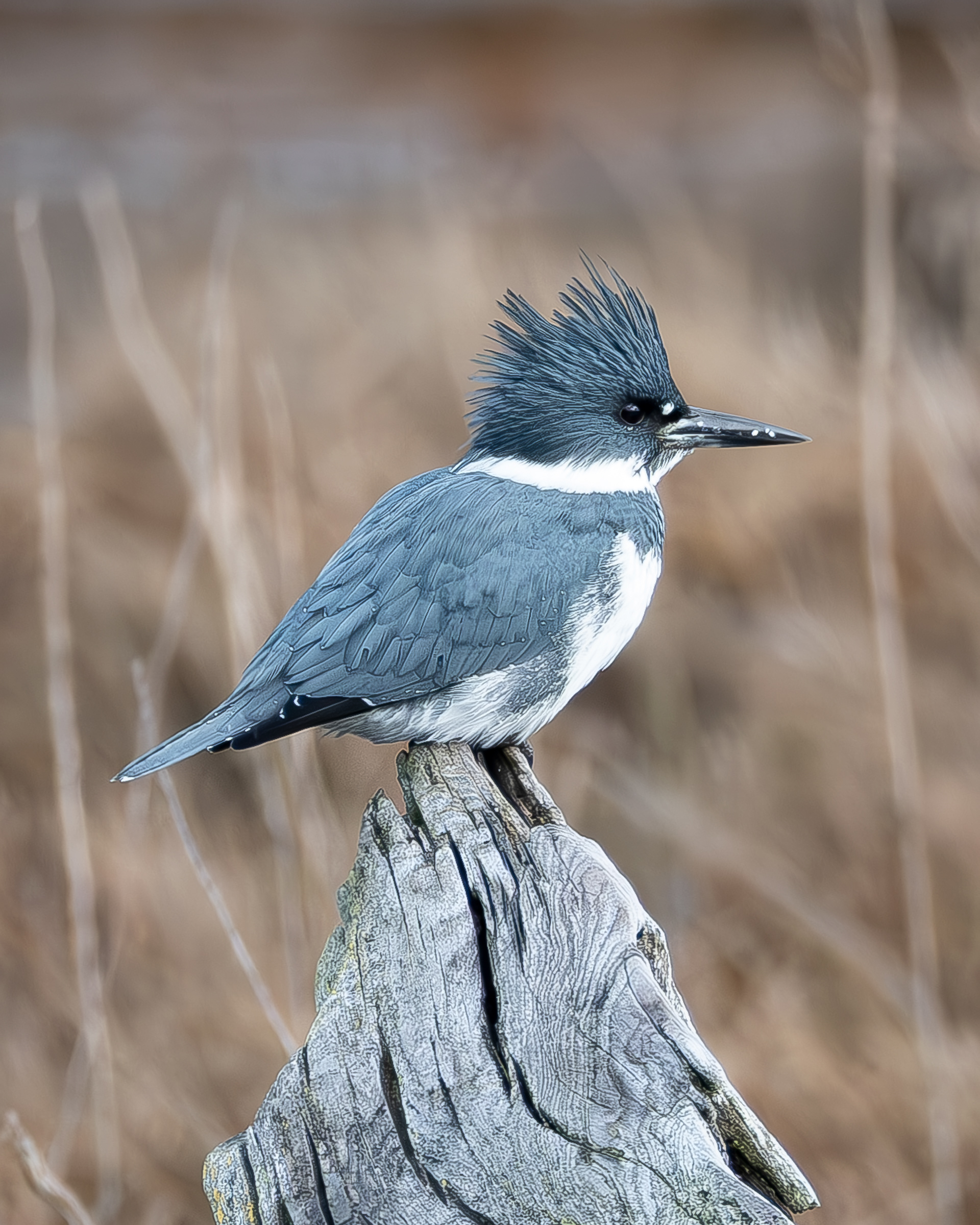 Belted Kingfisher, Weeks Wetland Preserve