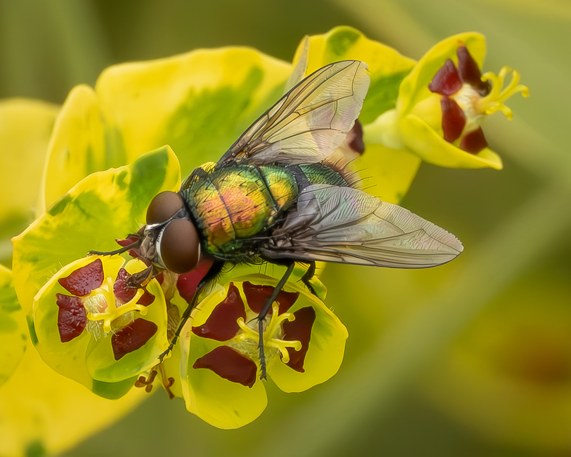 Common European Greenbottle Fly (Lucilia sericata), Kjargaard Road