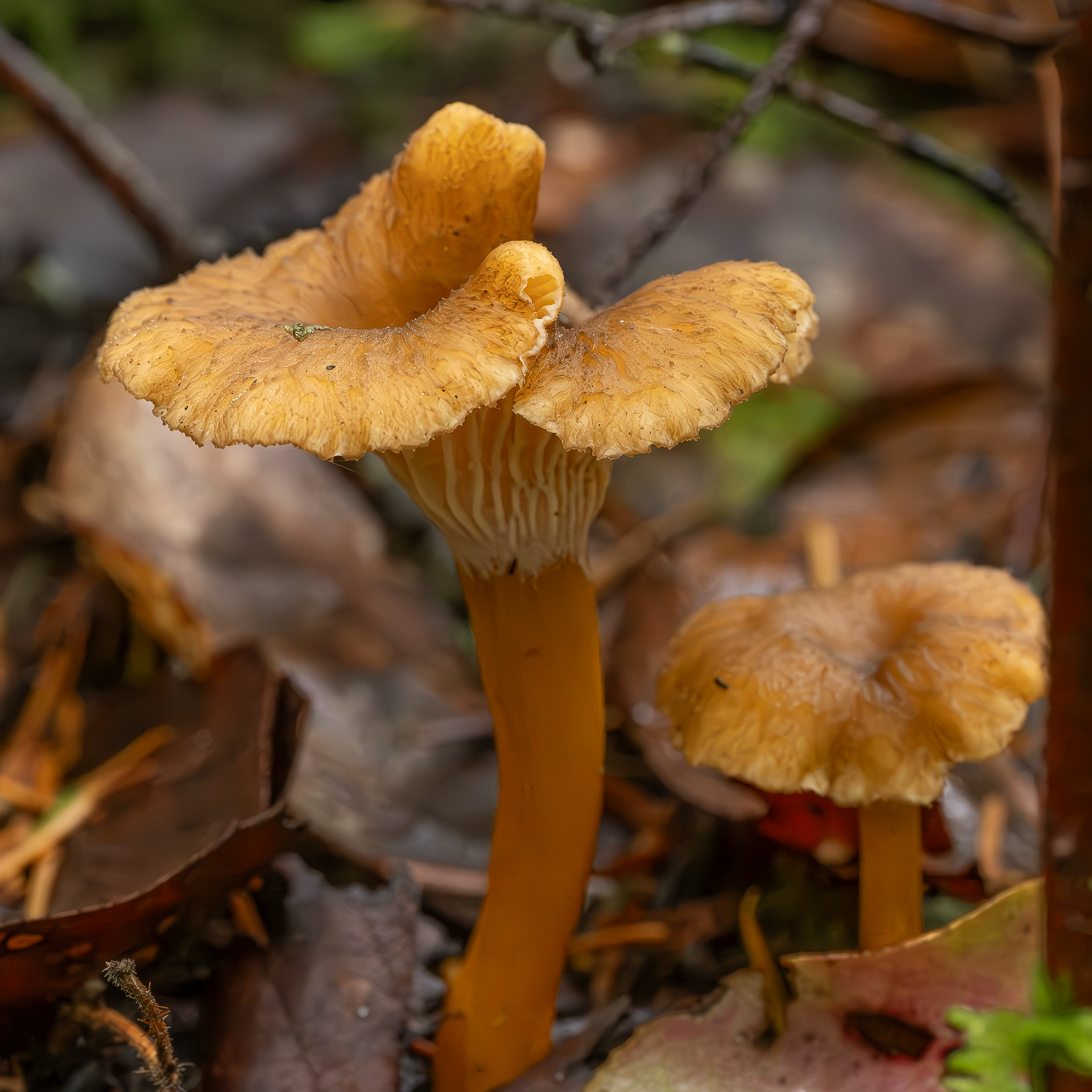 Yellowfoot aka Winter chanterelle (Craeterellus tubaeformis), Chadwick Hill