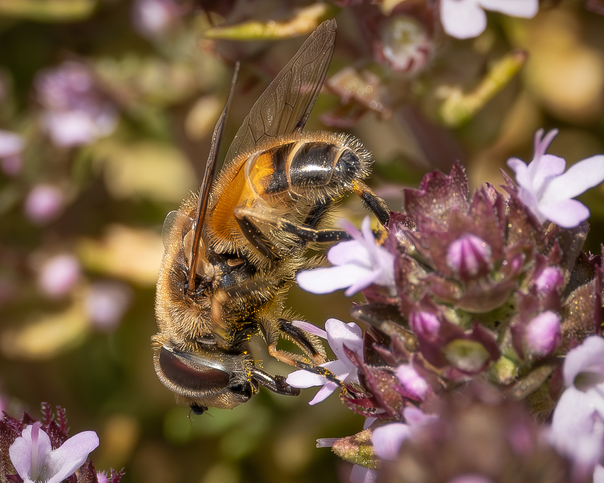 Eurasian Drone Fly (Eristalis arbustorum), Kjargaard Road