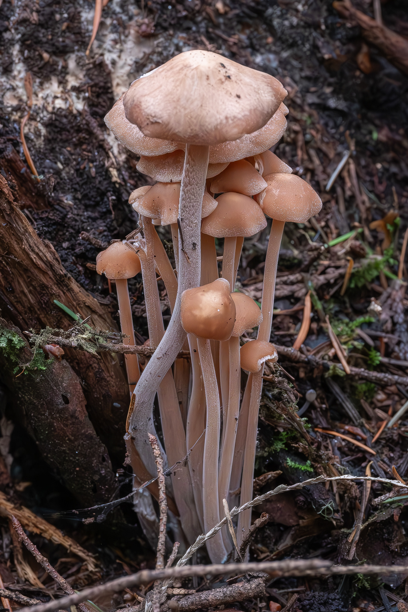 Clustered toughshank (Gymnopus confluens), Hummel Lake Preserve