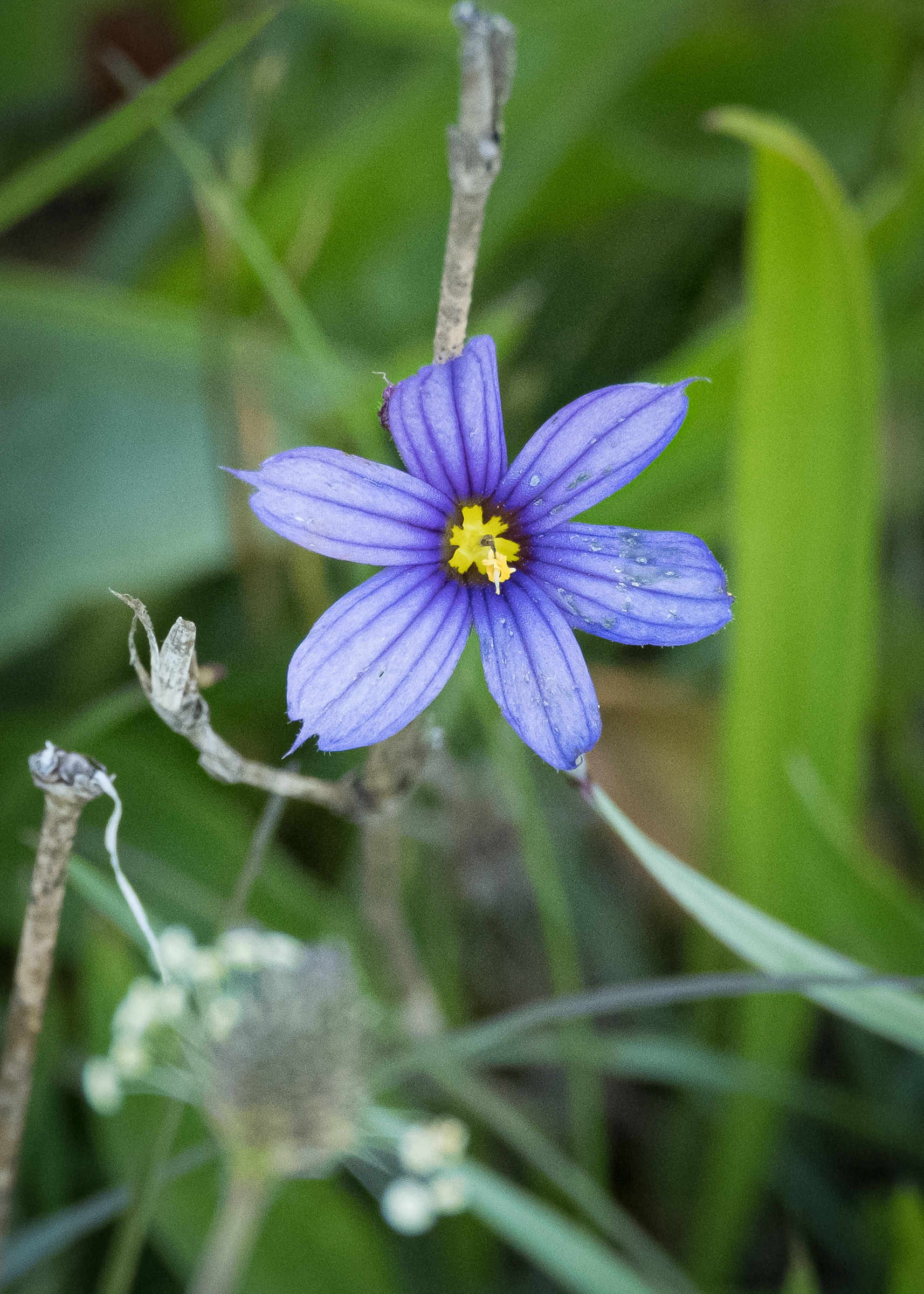 Blue-eyed grass (Sisyrinchium idahoense), Iceberg Point