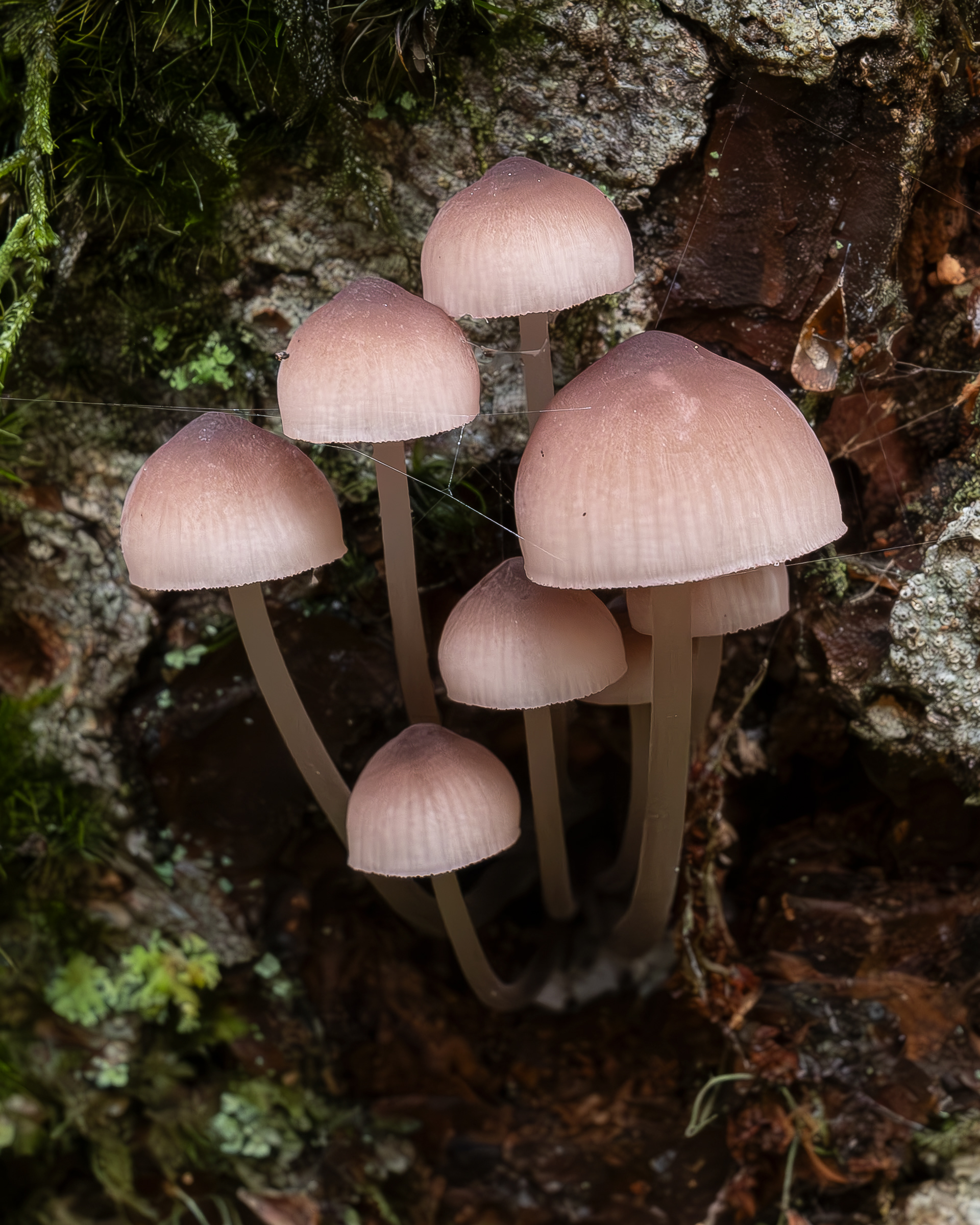 Bleeding fairy helmet (Mycena haematopsus), Lopez Hill