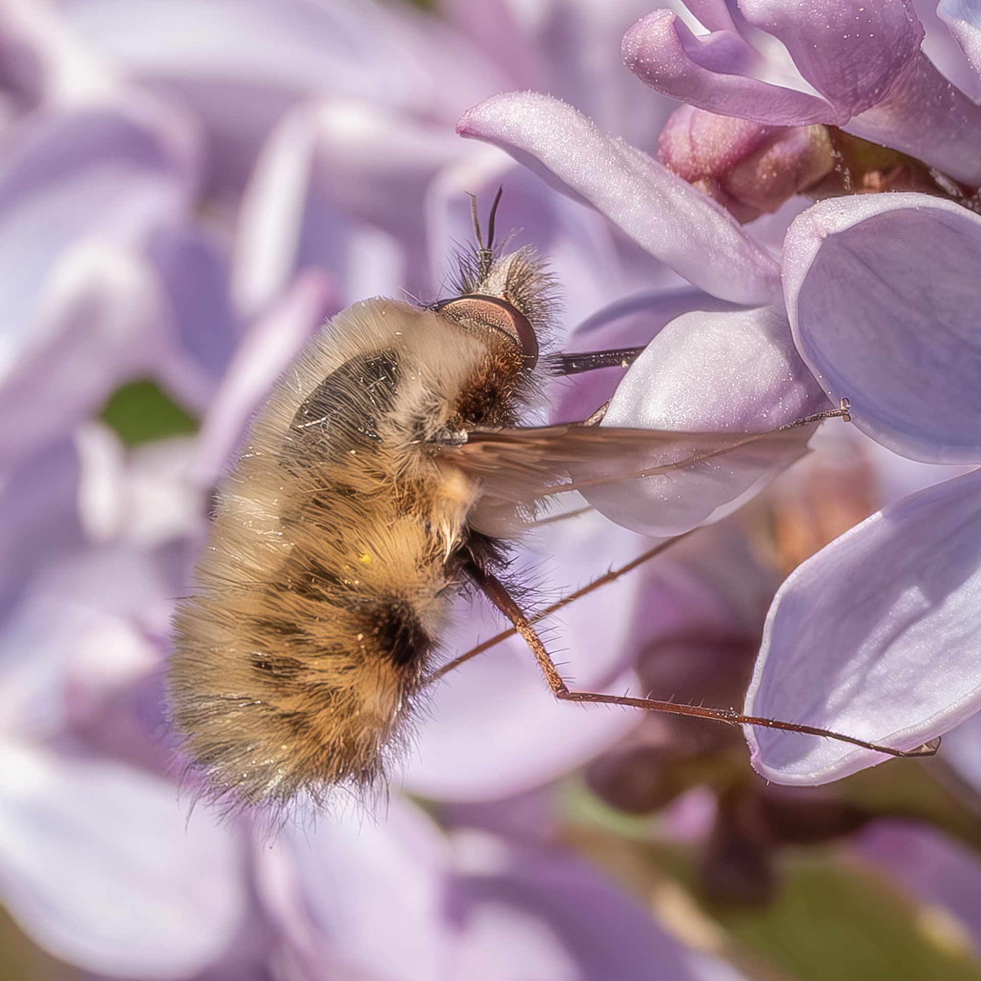 Greater Bee Fly (Bombylius major), Kjargaard Road