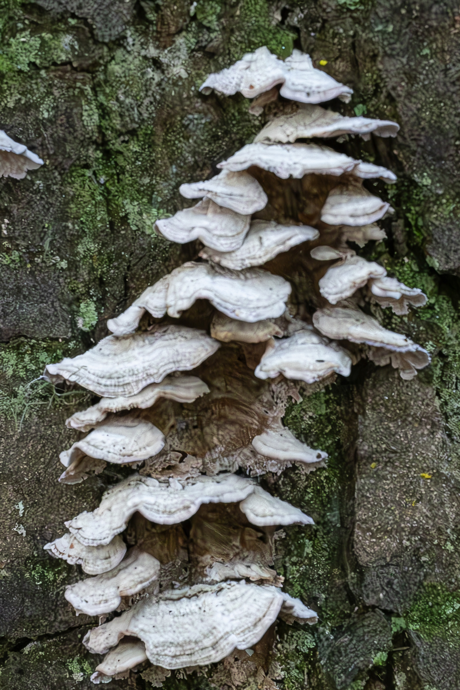 Violet-toothed polypore (Trichaptum abietinum), Point Colville