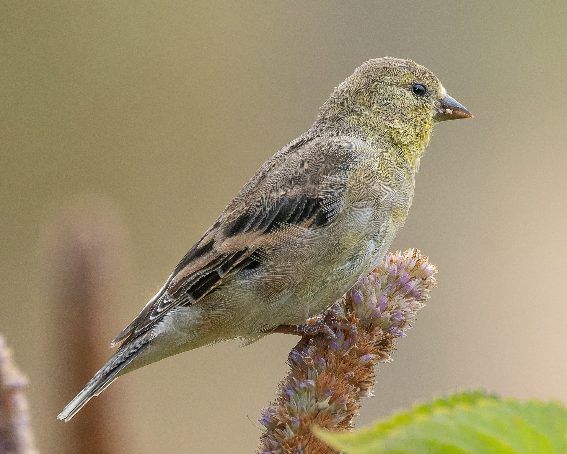 American Goldfinch, Kjargaard Road