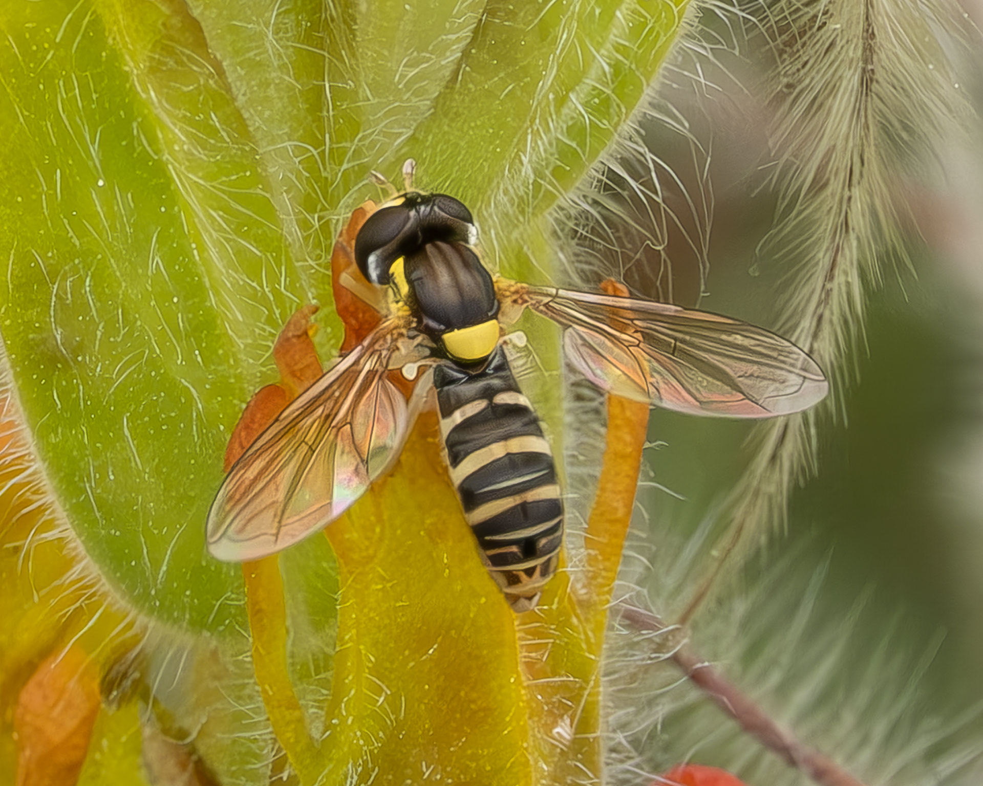 Forked Globetail (Sphaerophoria sulphuripes), Kjargaard Road
