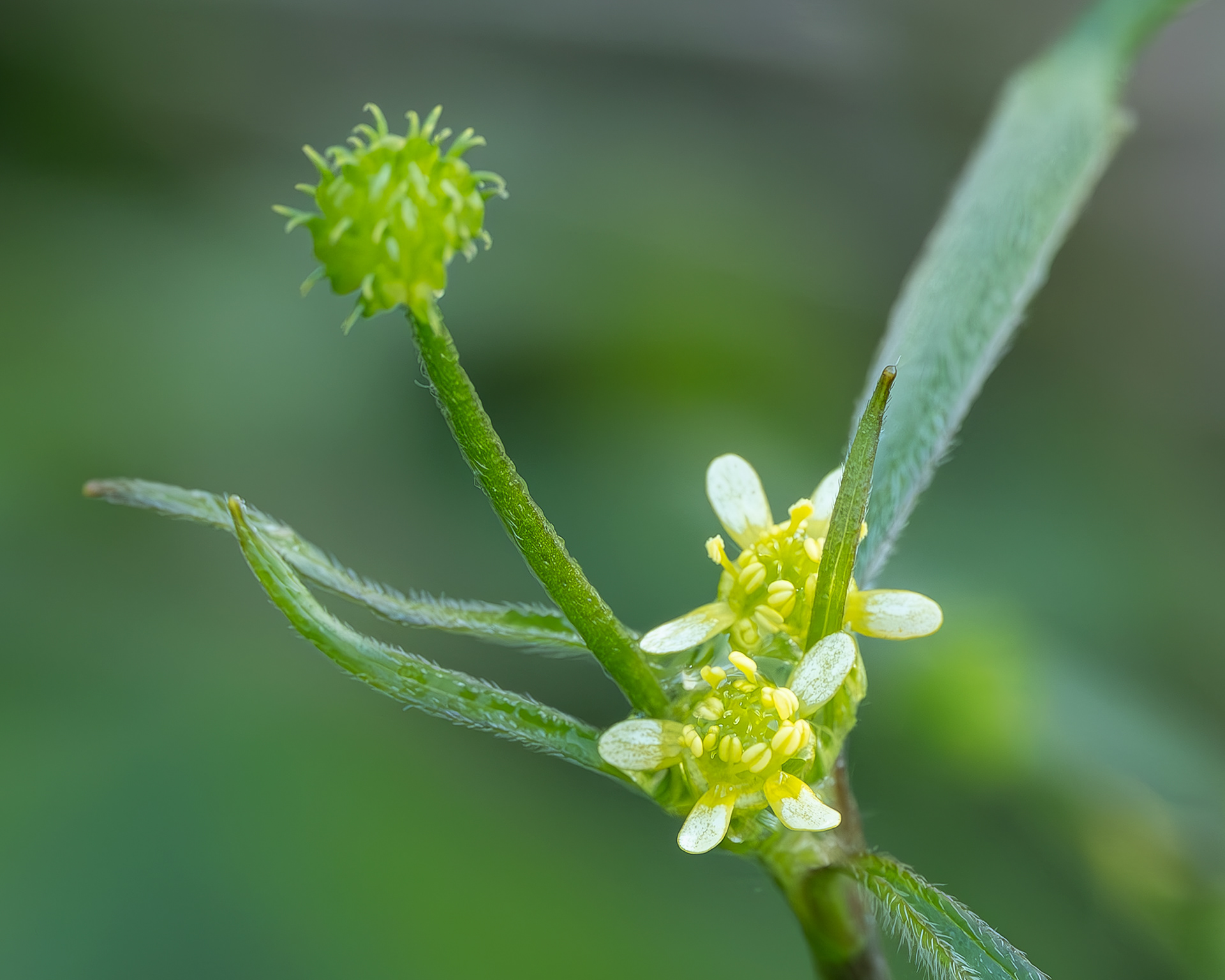 Woodland buttercup (Ranunculus uncinatus), Richardson