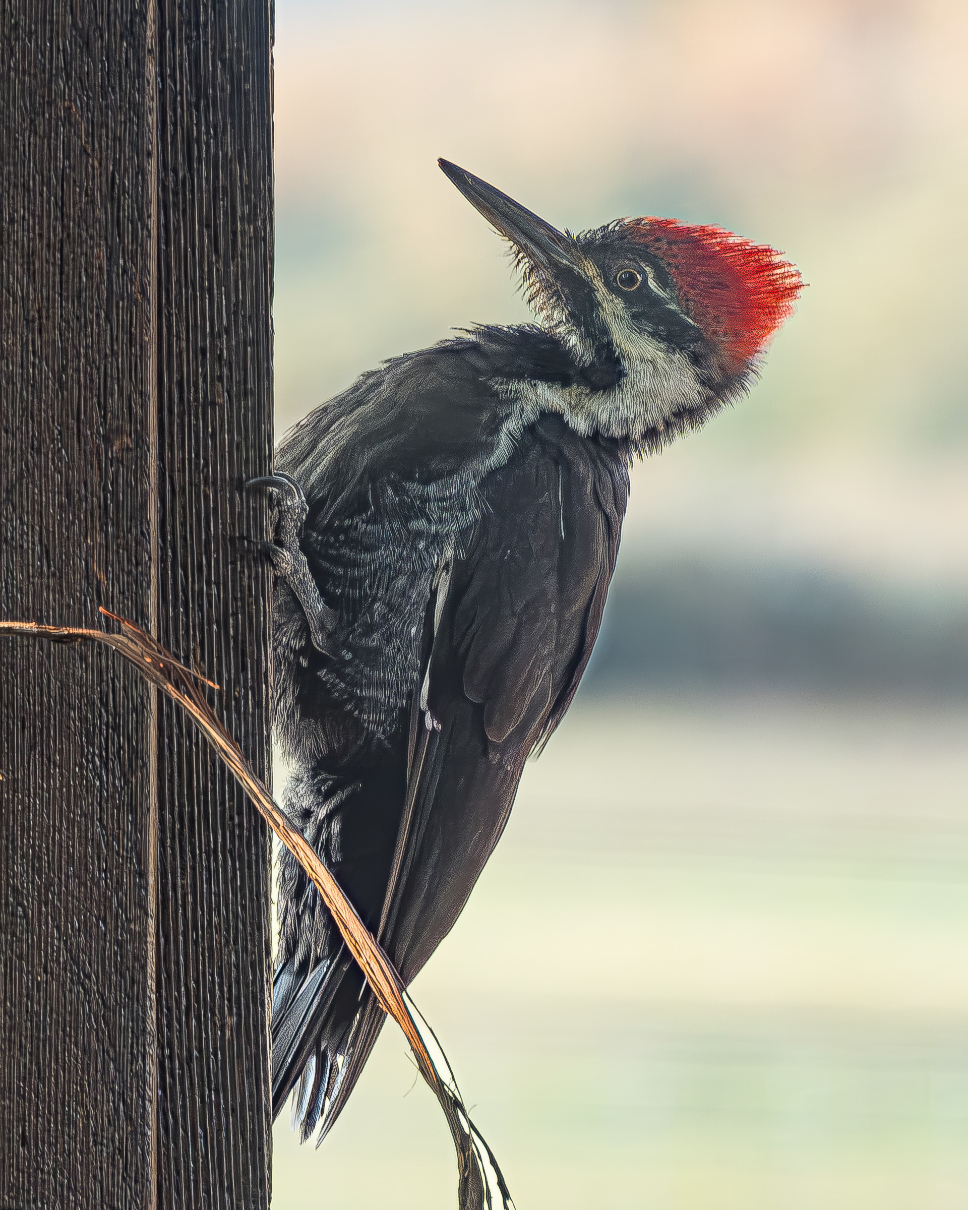 Pileated Woodpecker, Kjargaard Road