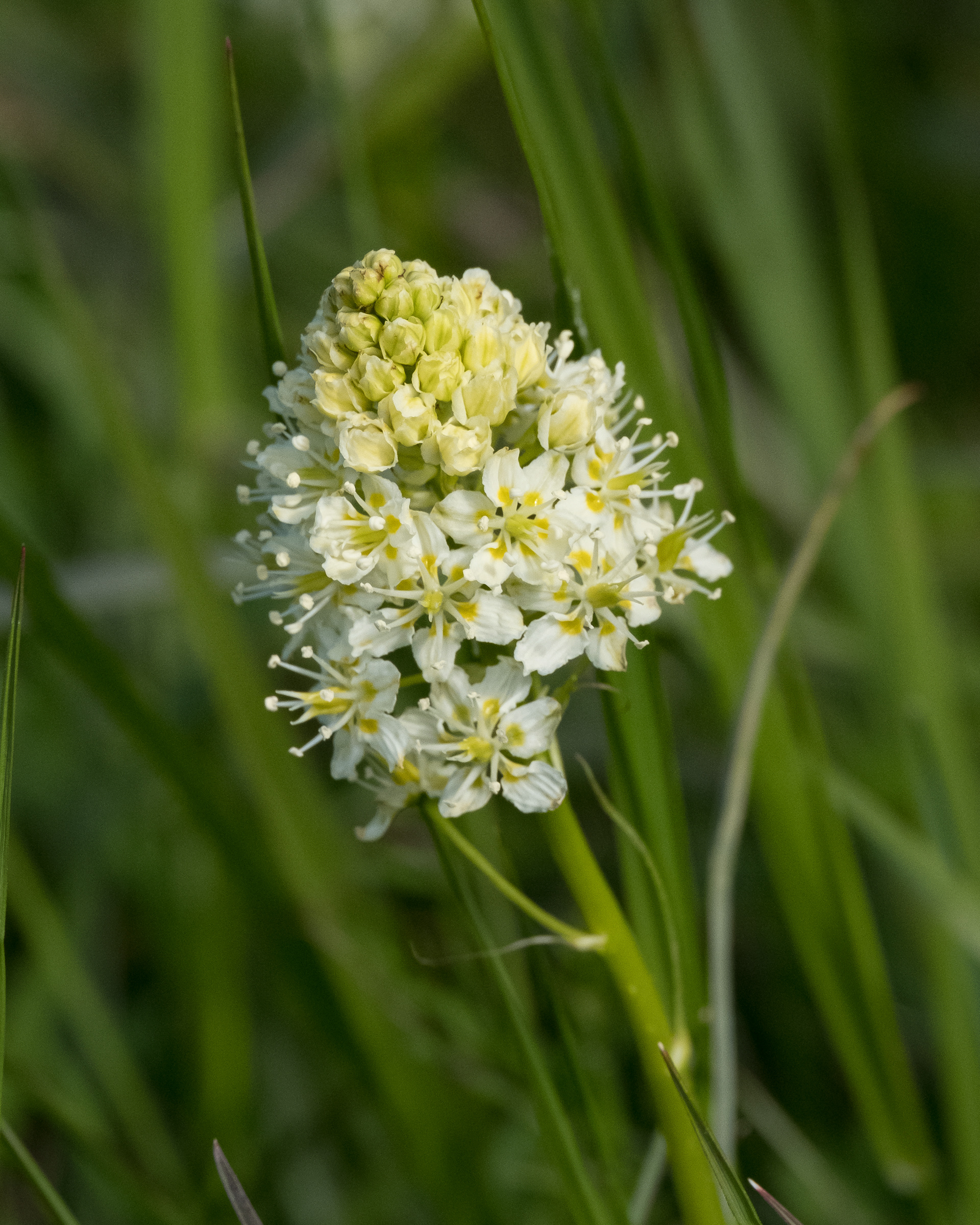 Meadow death camas (Zygadenus venenosus), Iceberg Point
