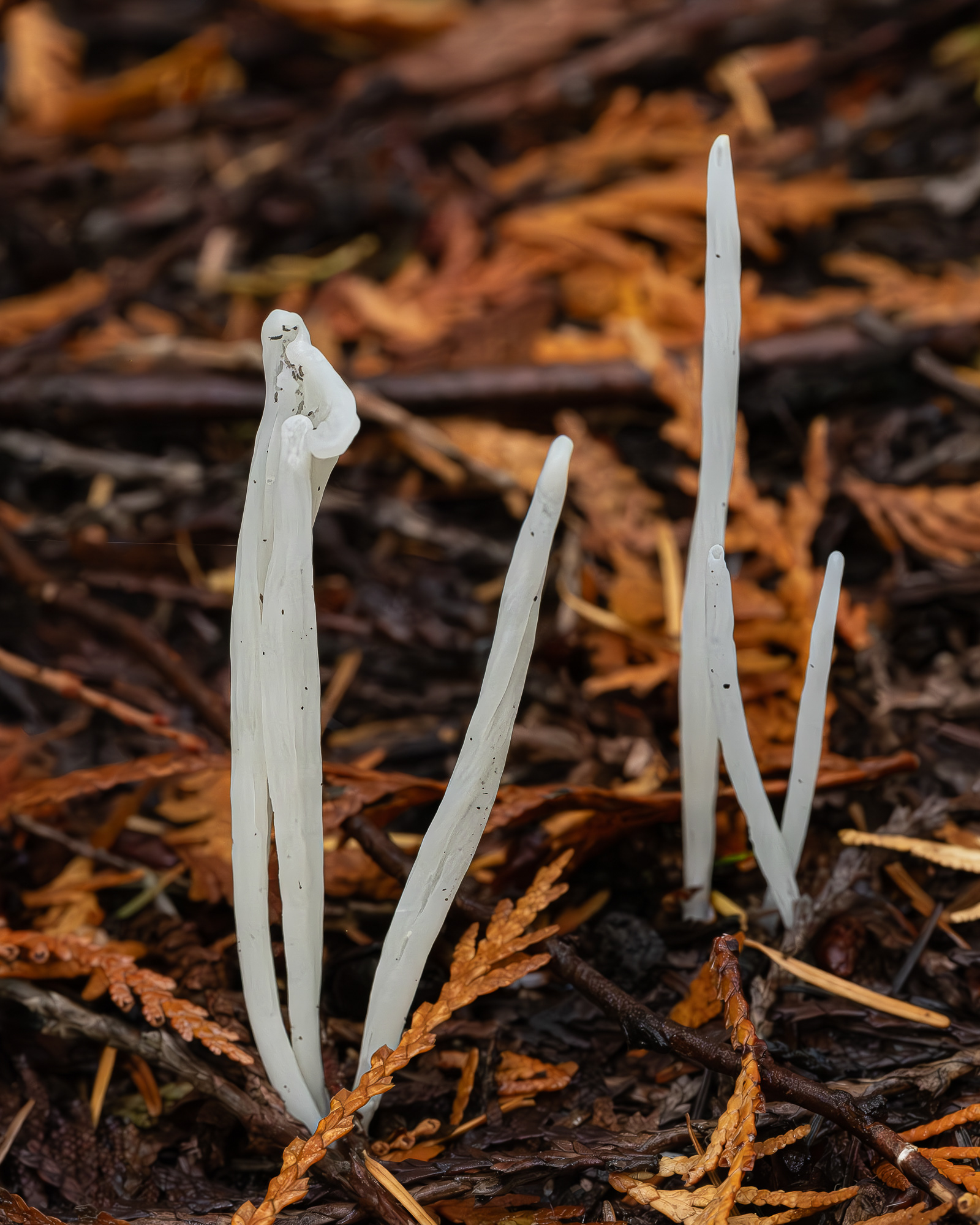 White spindles (Clavaria fragilis), Hummel Lake Preserve