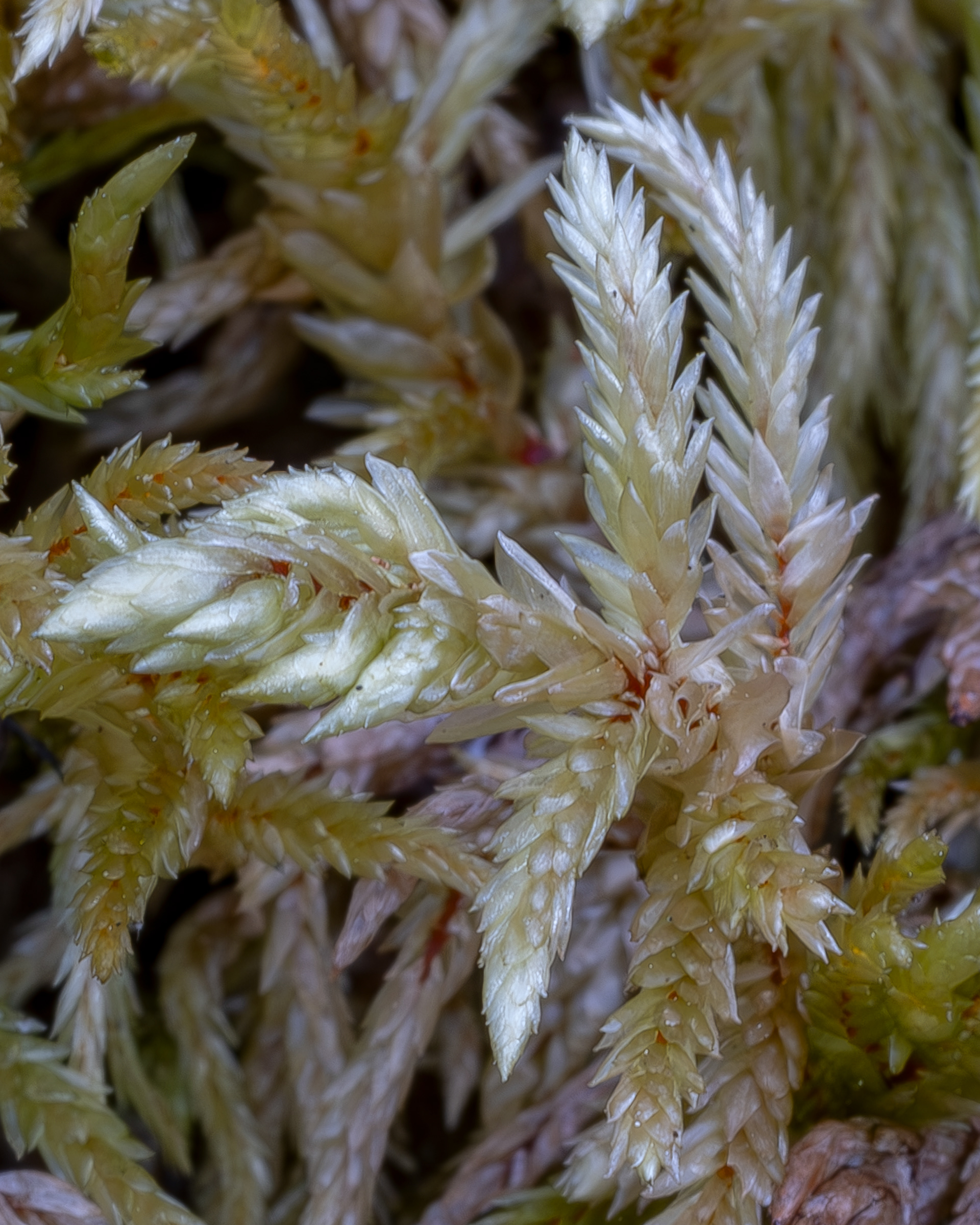 Red-stemmed Feather Moss (Pleurozium schreberi), Sharks Reef