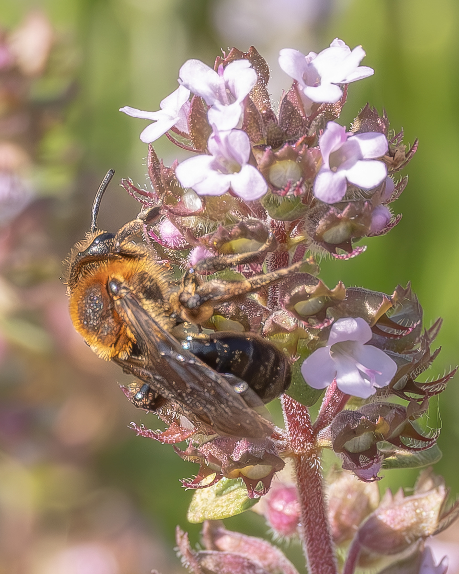 Neighborly Mining Bee (Andrena vicina) Kjargaard RoadOval-headed Sweat BeeOval-headed Sweat Bee