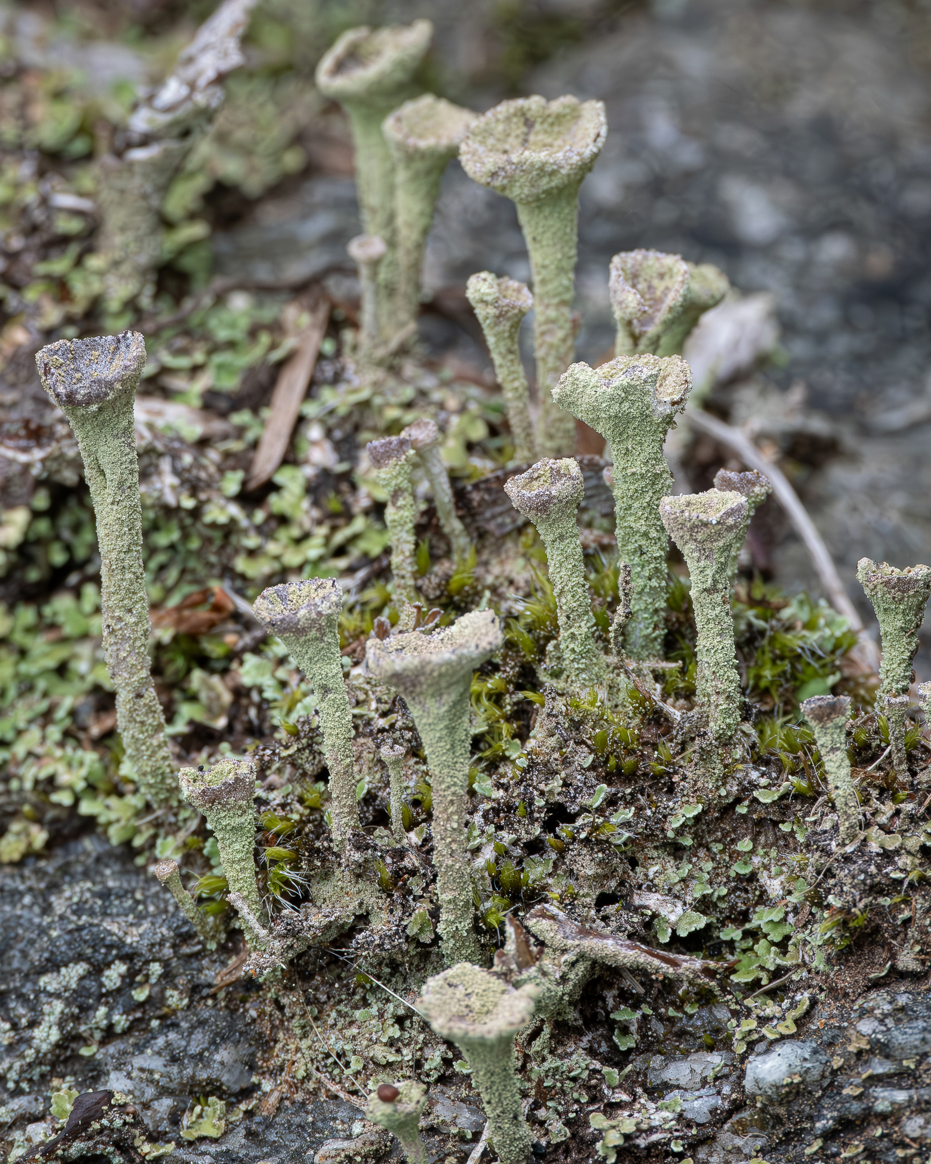 Pebbled pixie-cup (Cladonia pyxidata), Kjargaard Road