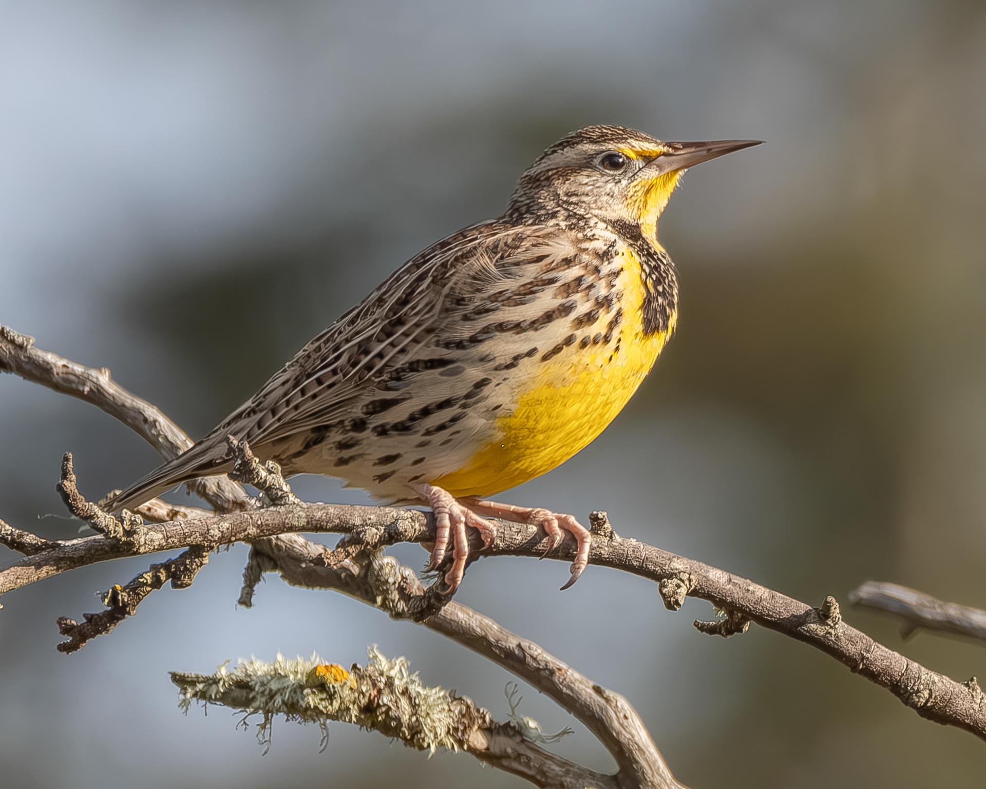 Western Meadowlark, Richardson