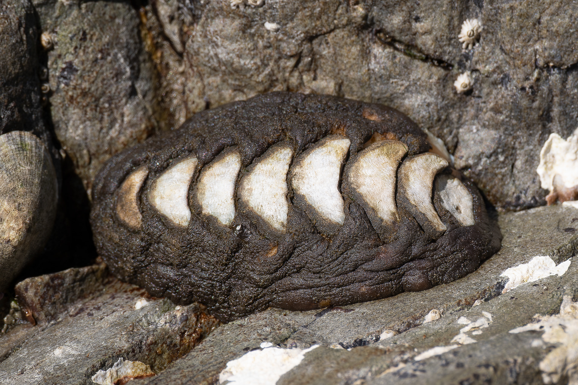 Black Leather Chiton, Iceberg Point
