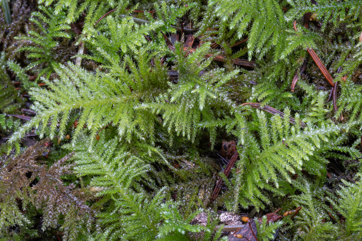 Oregon Beaked Moss (Kindbergia oregana), Point Colville