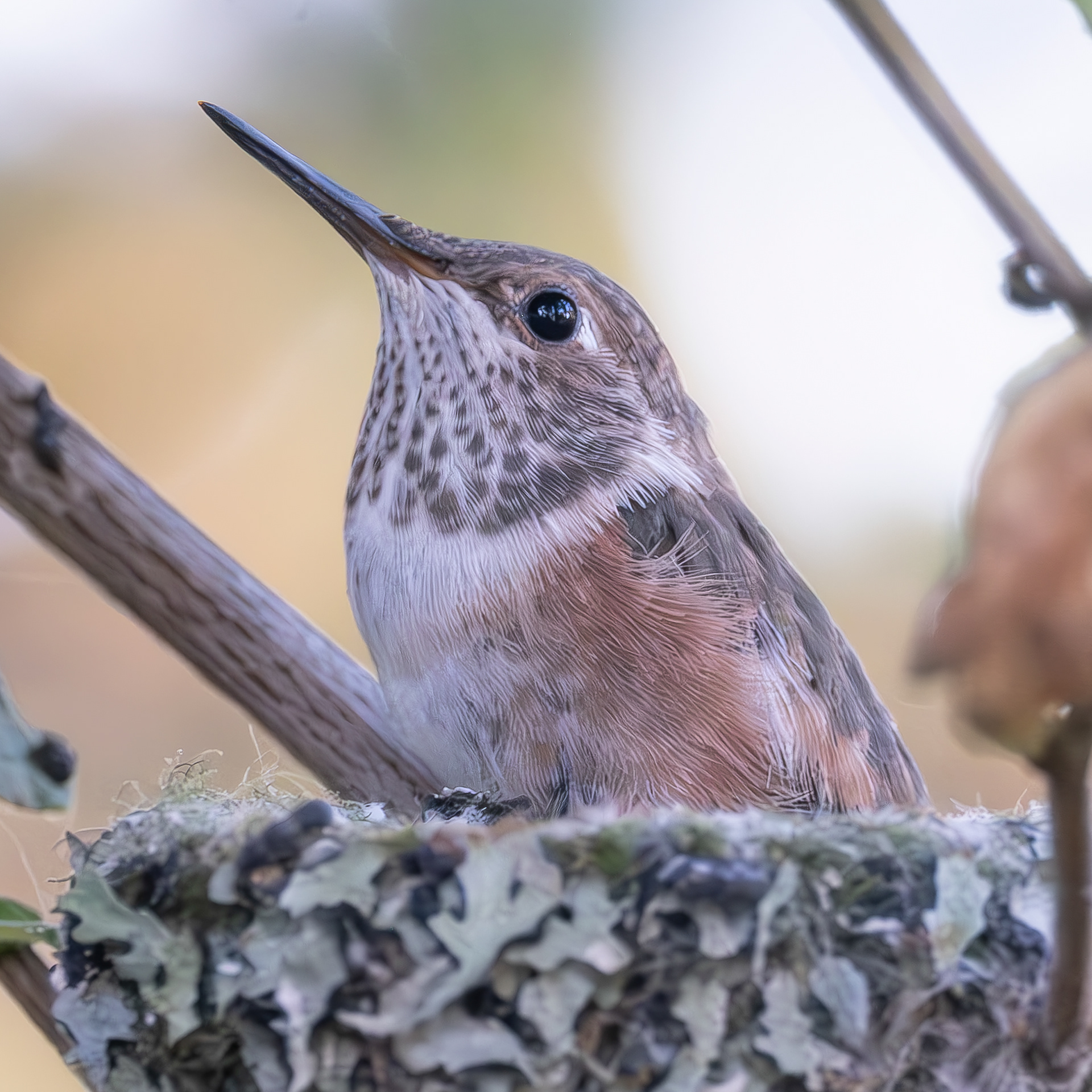 "Buzz", fledgling Rufous Hummingbird, Richardson