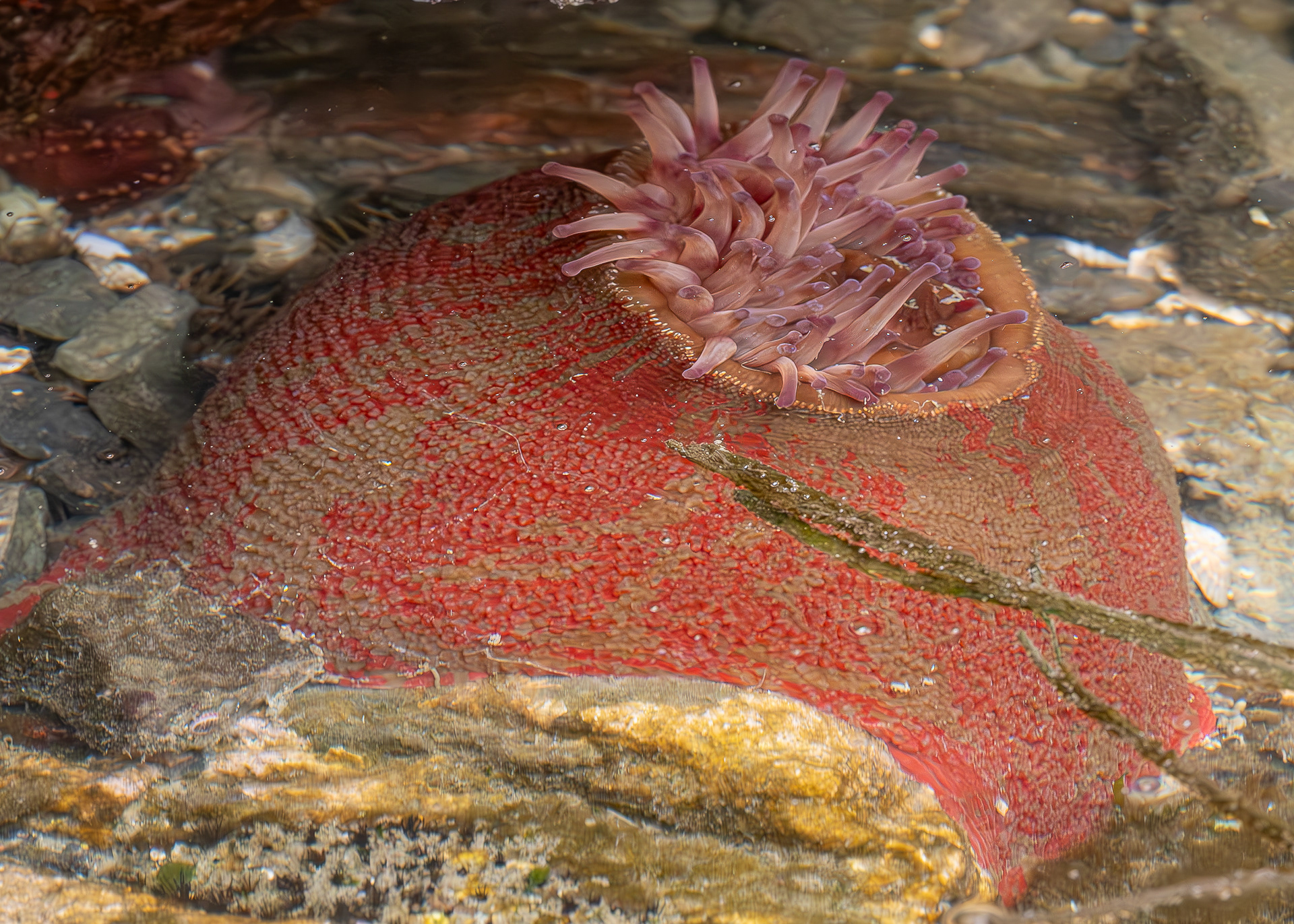 Painted Anenome, Point Colville
