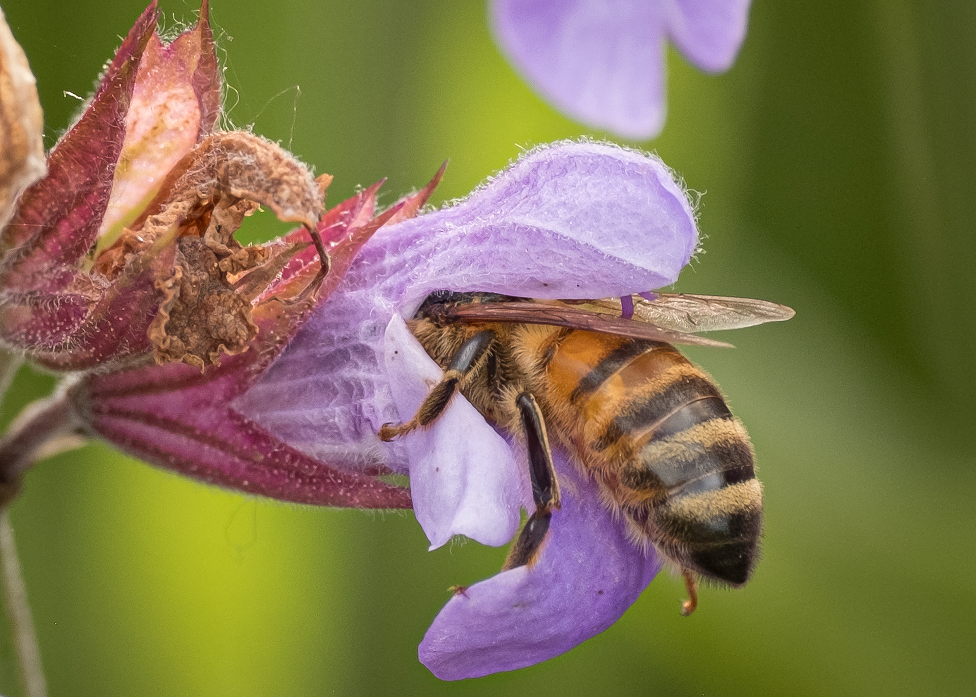 Honey bee (Apis mellifera), Kjargaard Road