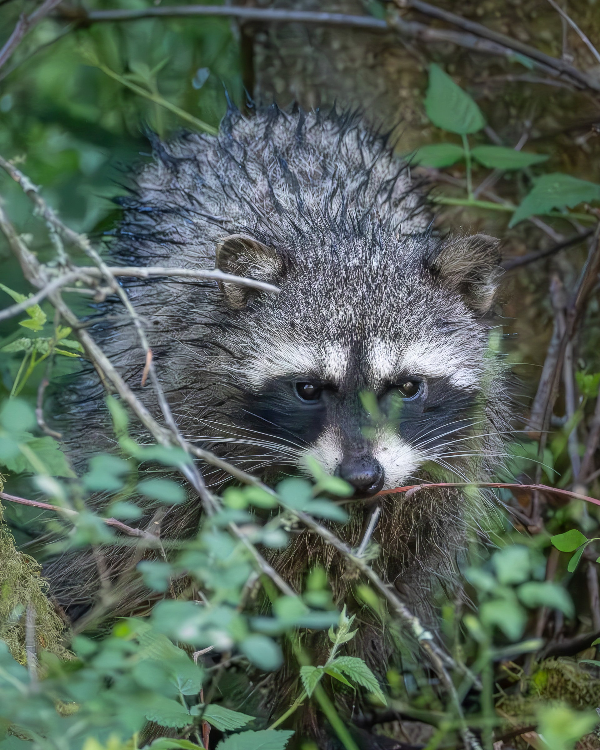 Raccoon, Richardson Road