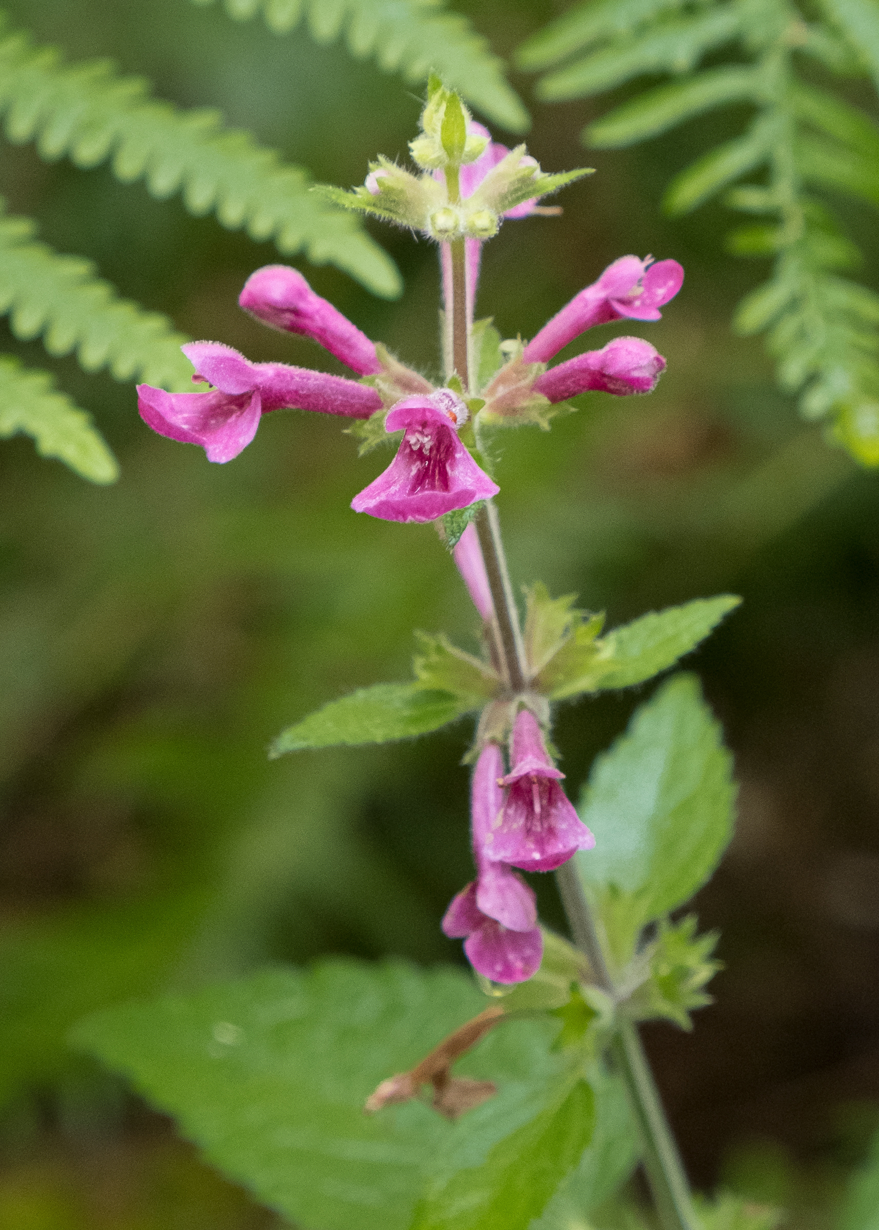 Cooley's hedge-nettle (Stachys cooleyae), Watmough