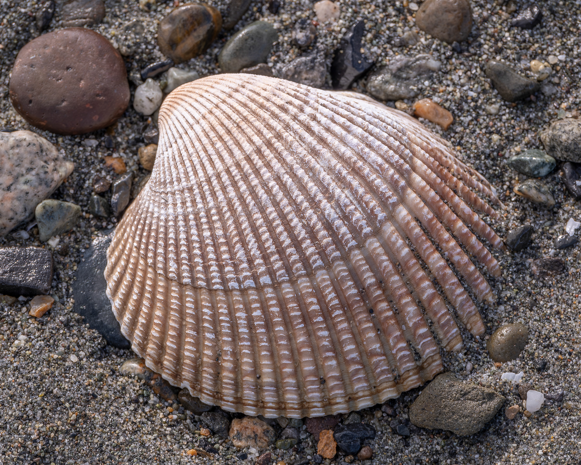 Nuttall's cockle, spencer Spit